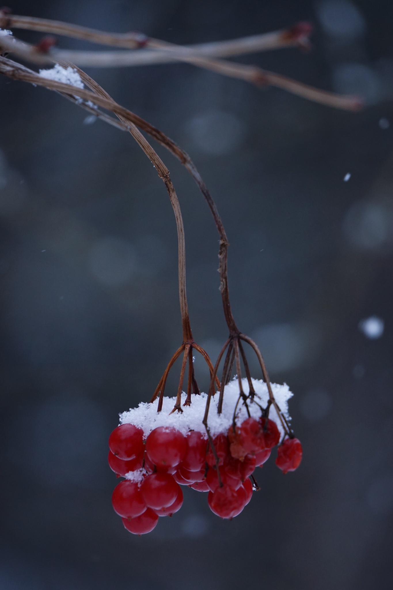 Charming Winter Scenes from Vermont
