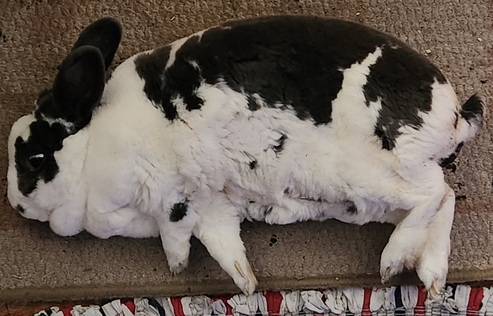 The Most Unflattering Photo of an Adorably Chonky Rabbit