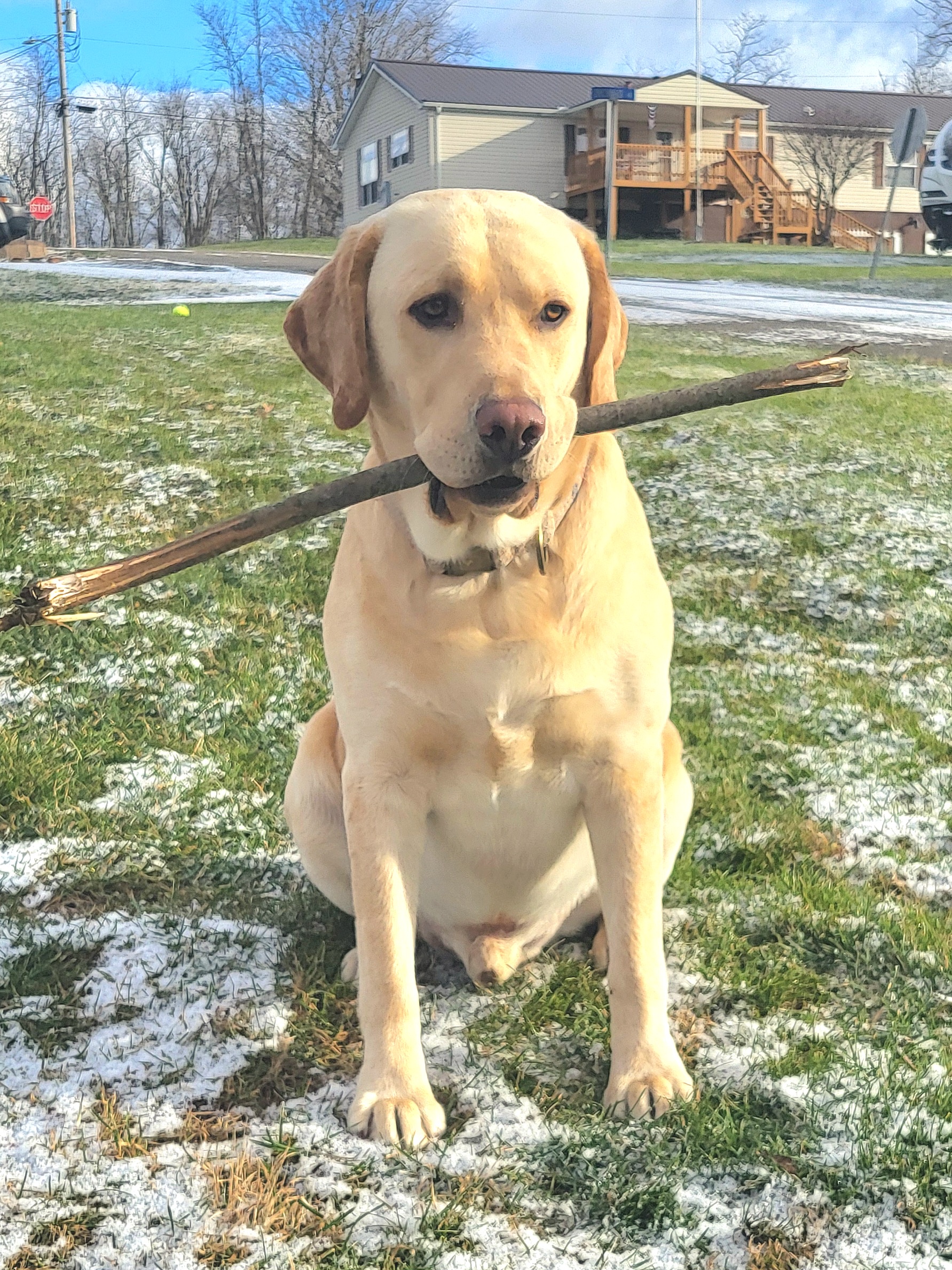 Owsley and Stick: A Masterpiece on Canvas