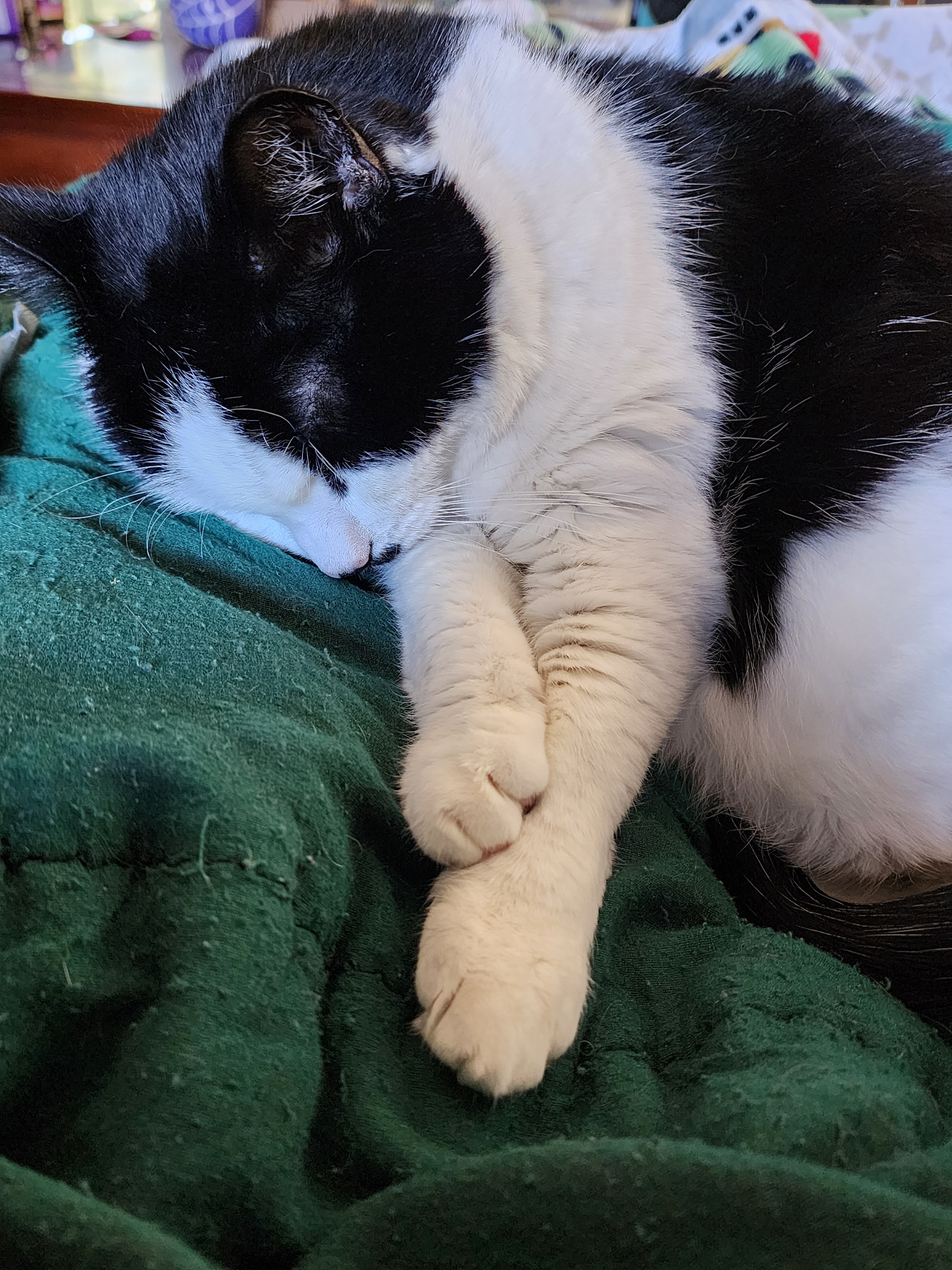 Beylix in a State of Sleepy Bliss