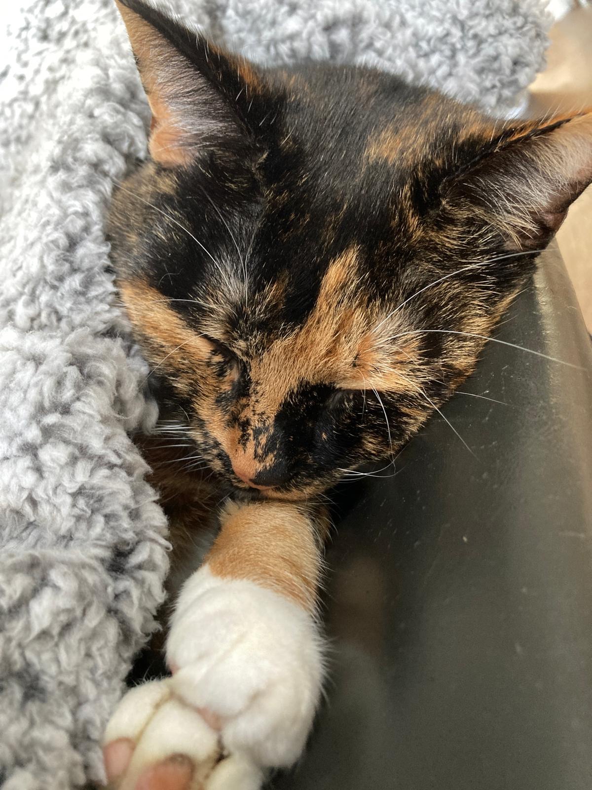 Crumble's daily snapshot: Another day, another picture