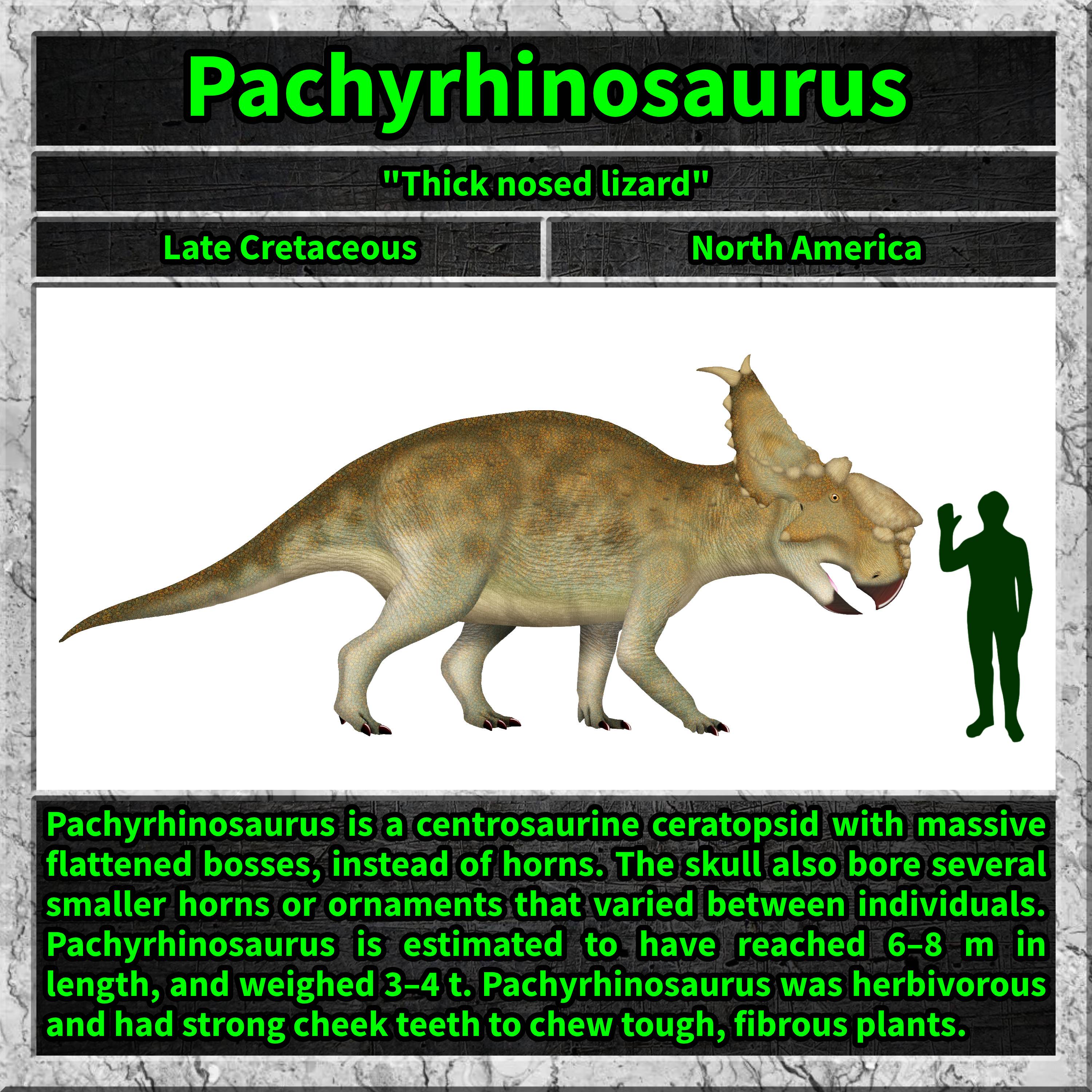 Meet the Pachyrhinosaurus: Nature's Unique Dinosaur