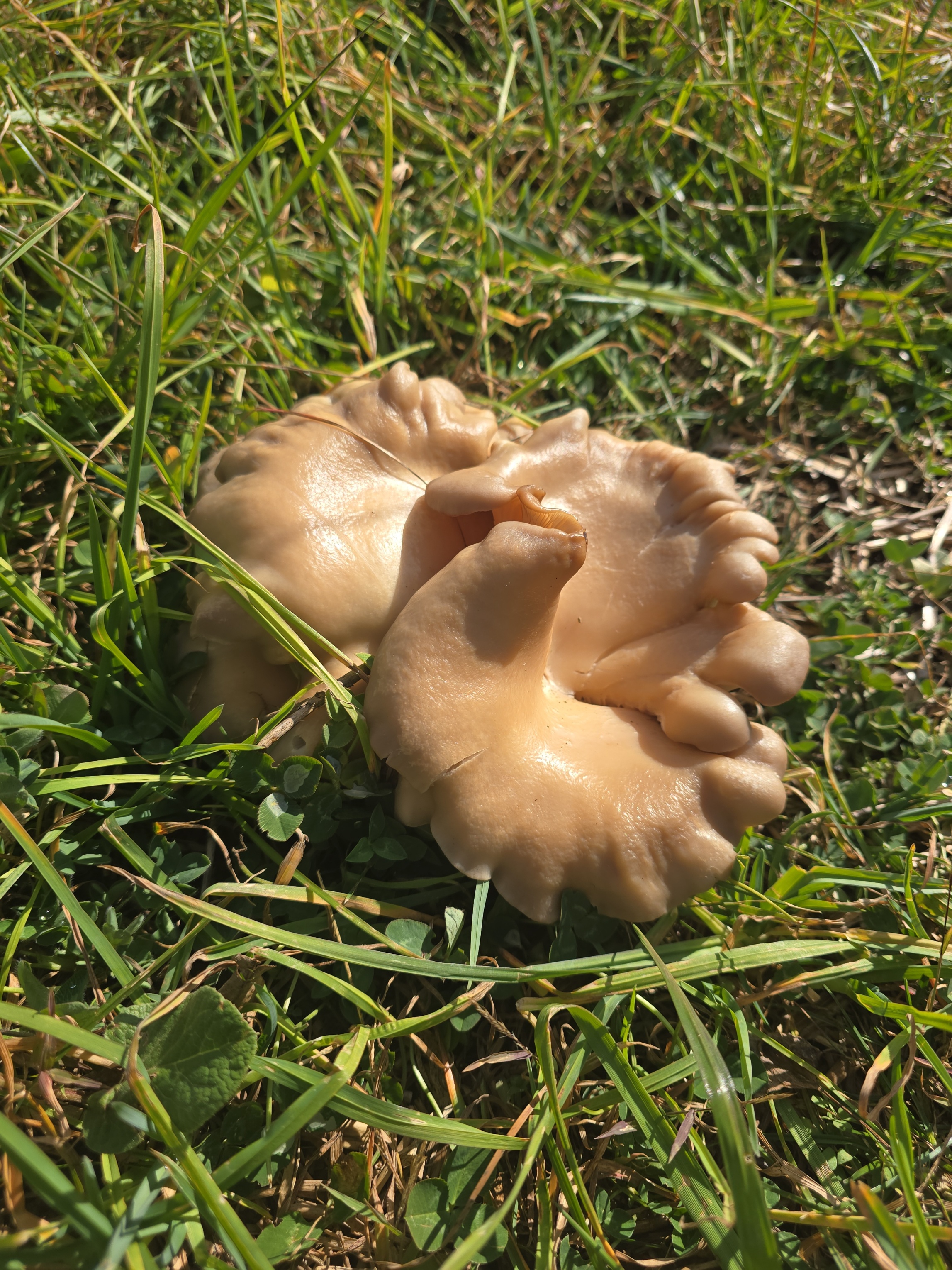 Out in the wild – can anyone help identify this mysterious creature?