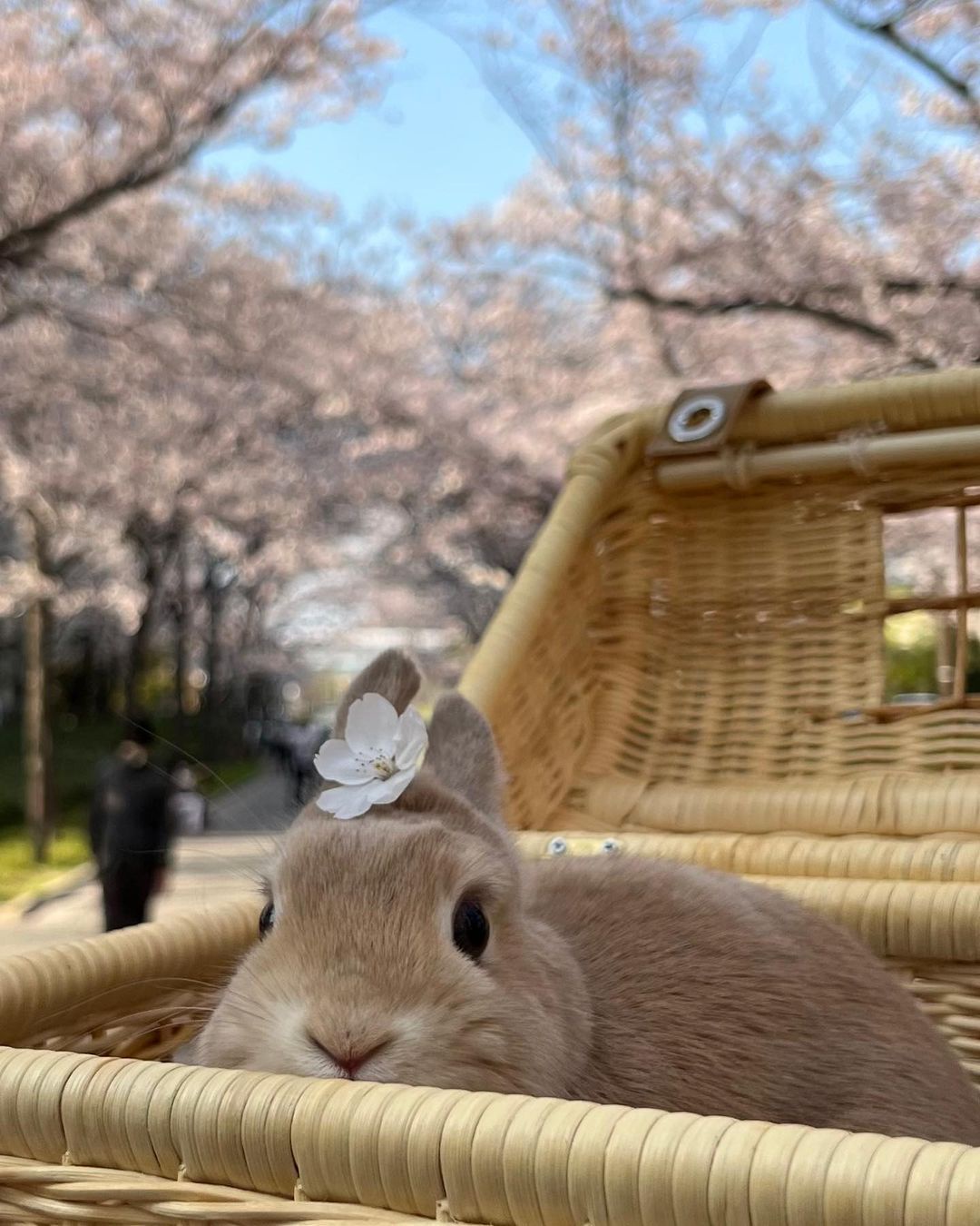 A Delightful Basket of Buns