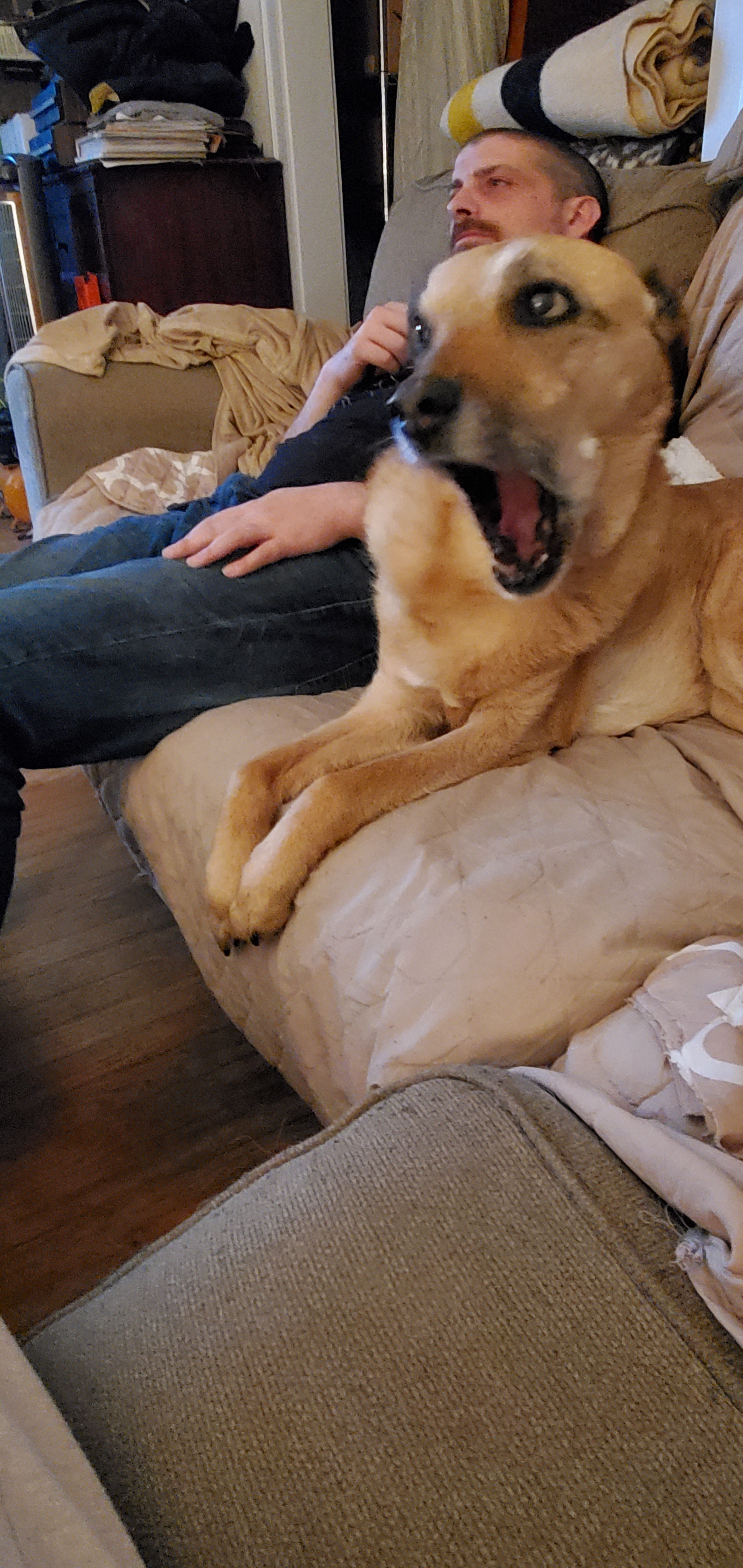 The Lovable Doggo