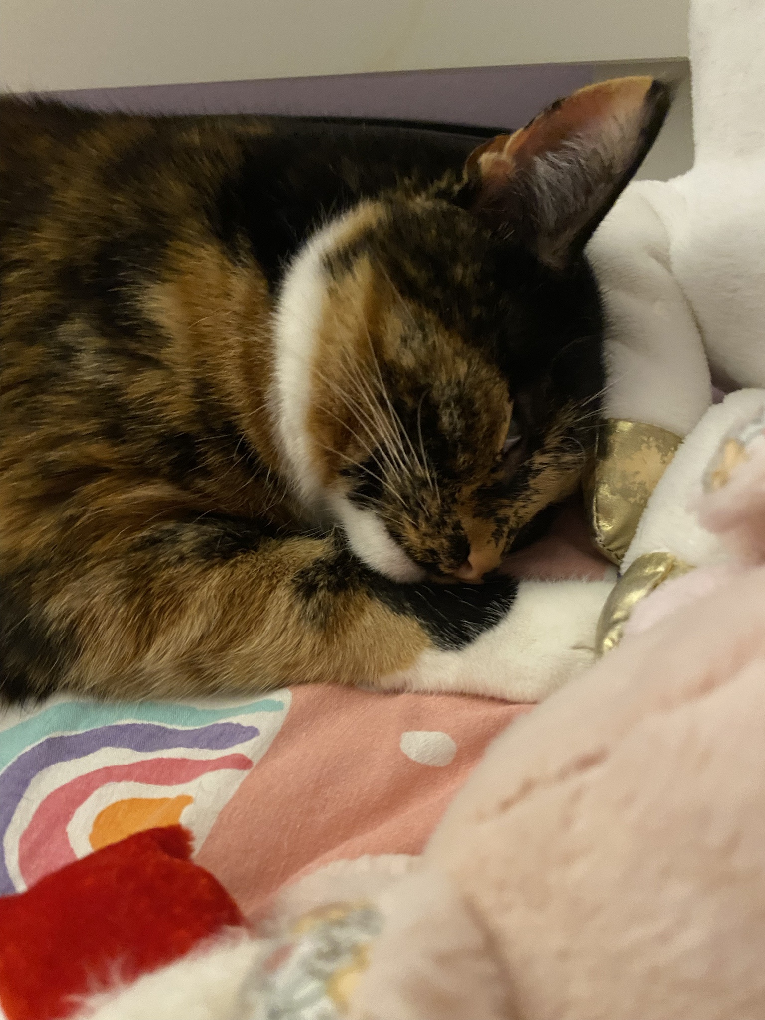Crumble's Daily Snapshot of Adorableness