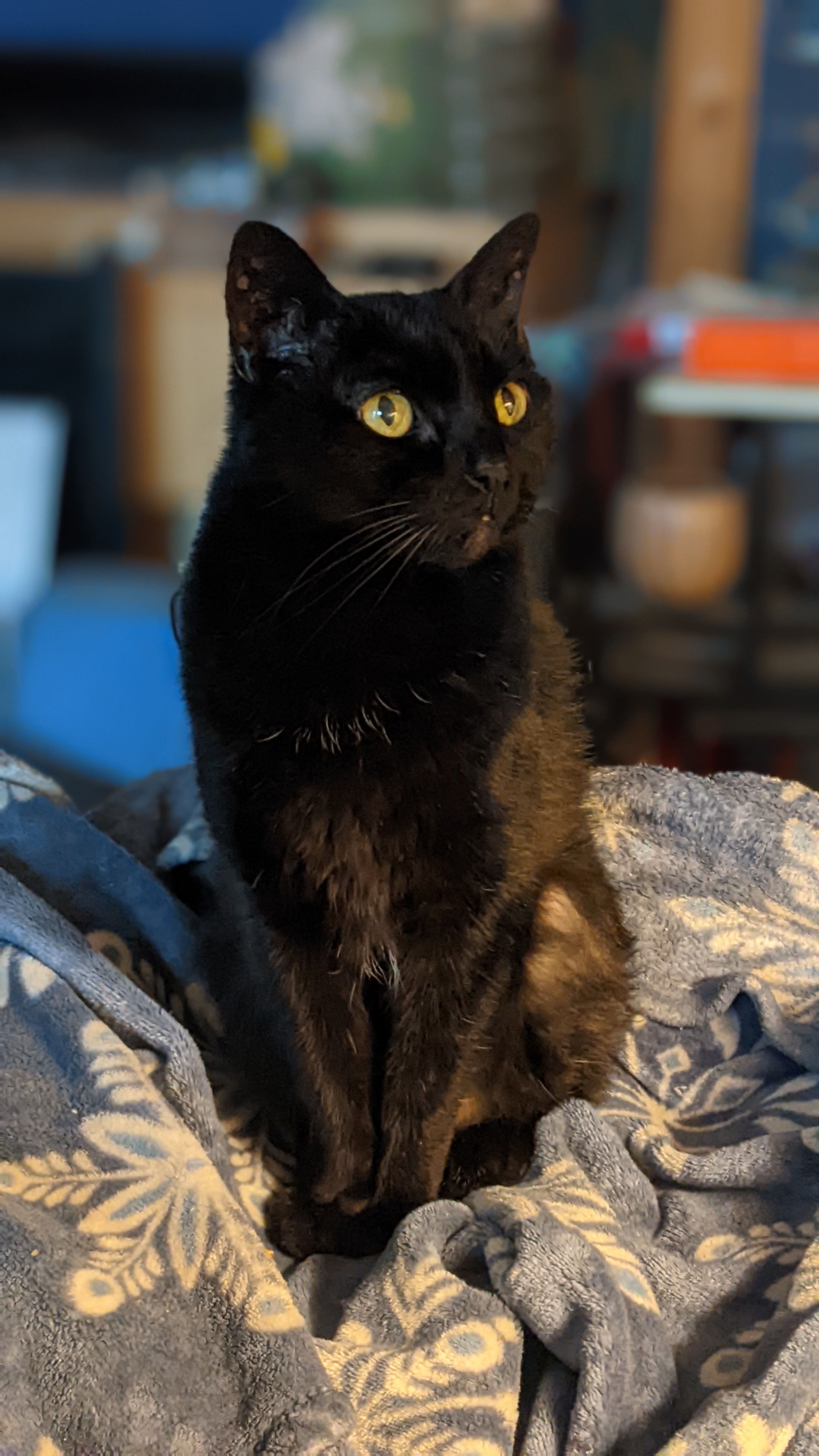 Elder Void Caturday: Magick strikes a pose