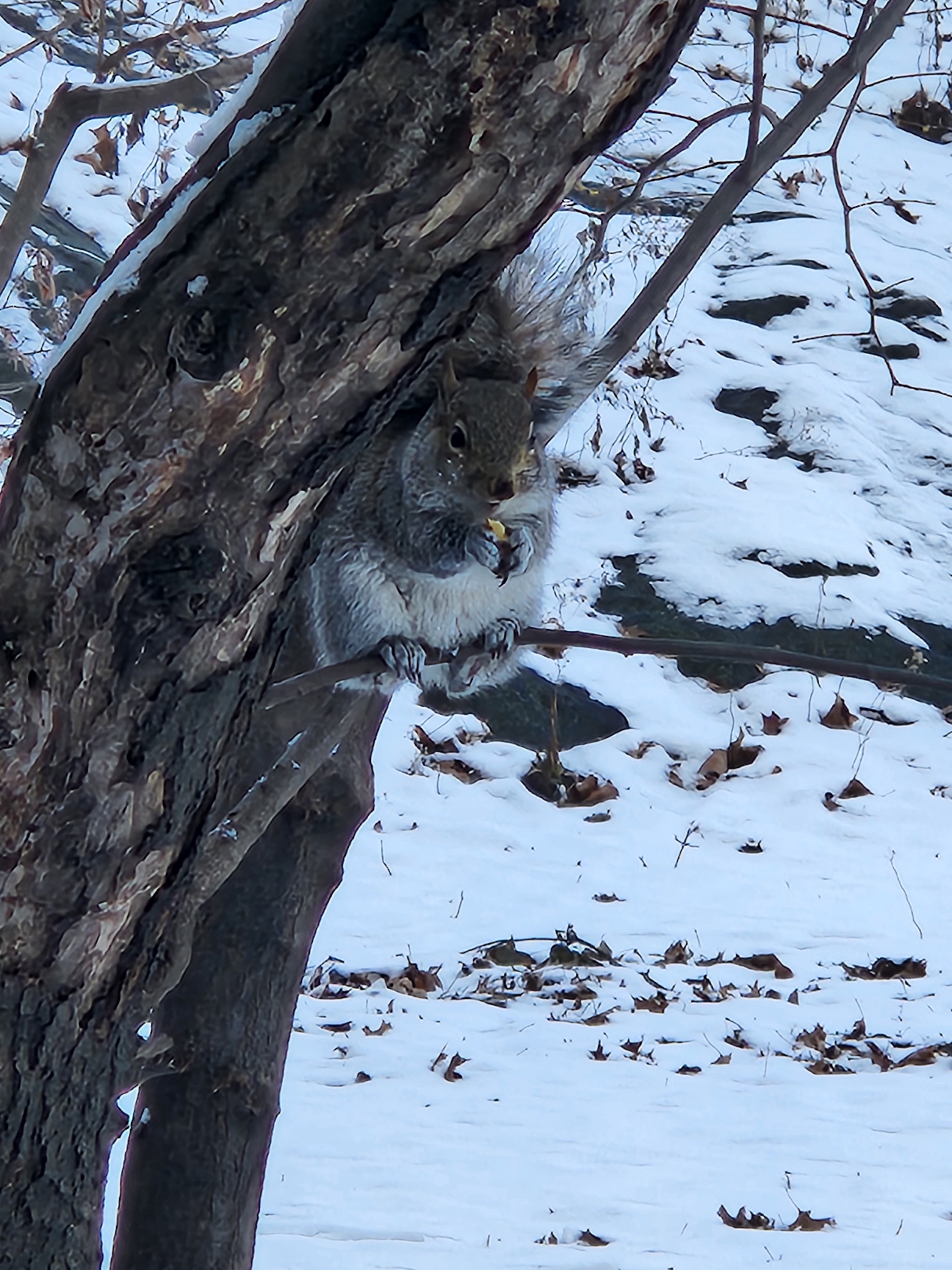 Squirrel Enjoying a Snack in Central Park, NY