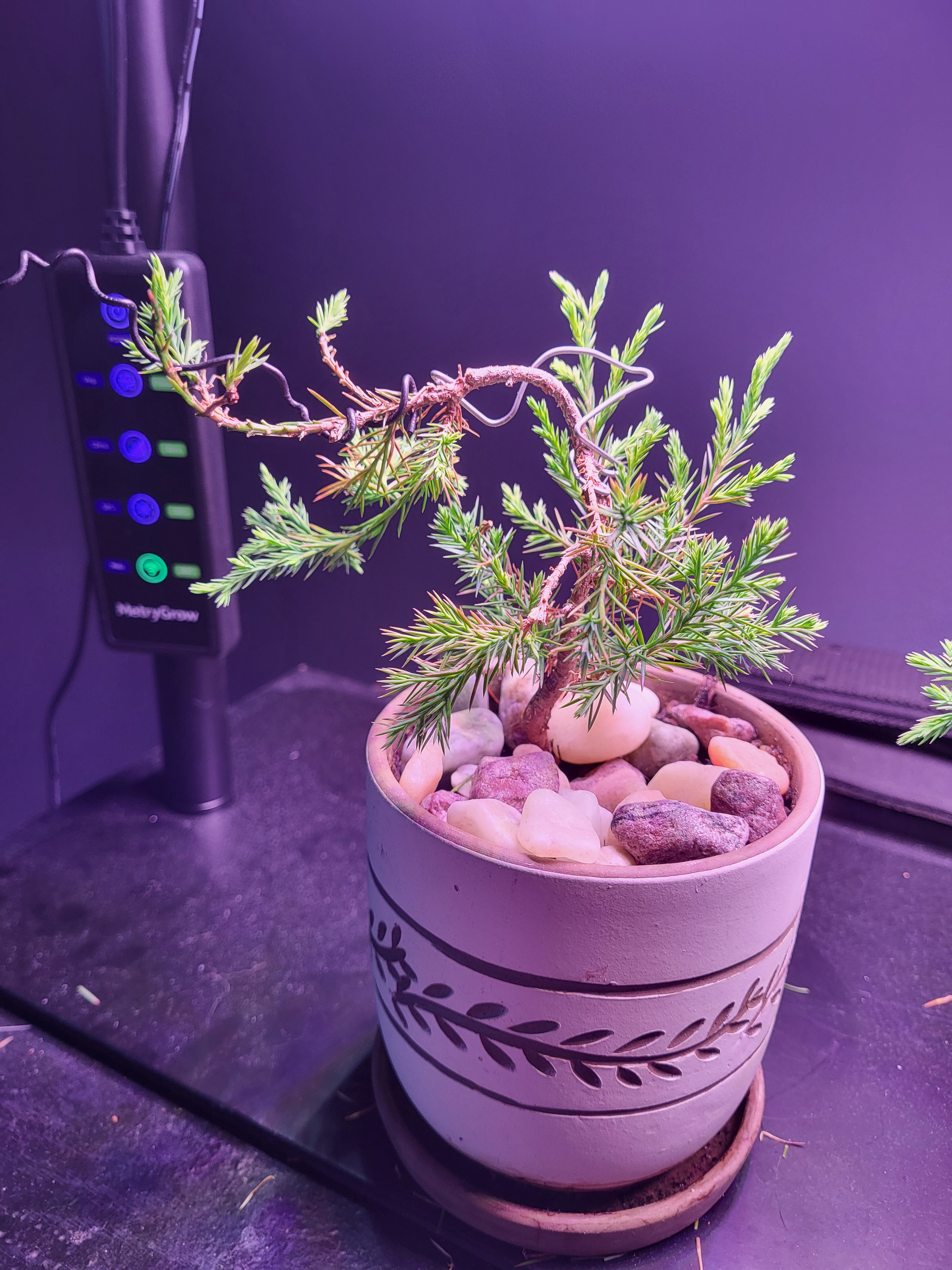 Gently Nurturing My Bonsai Skills: A New Adventure