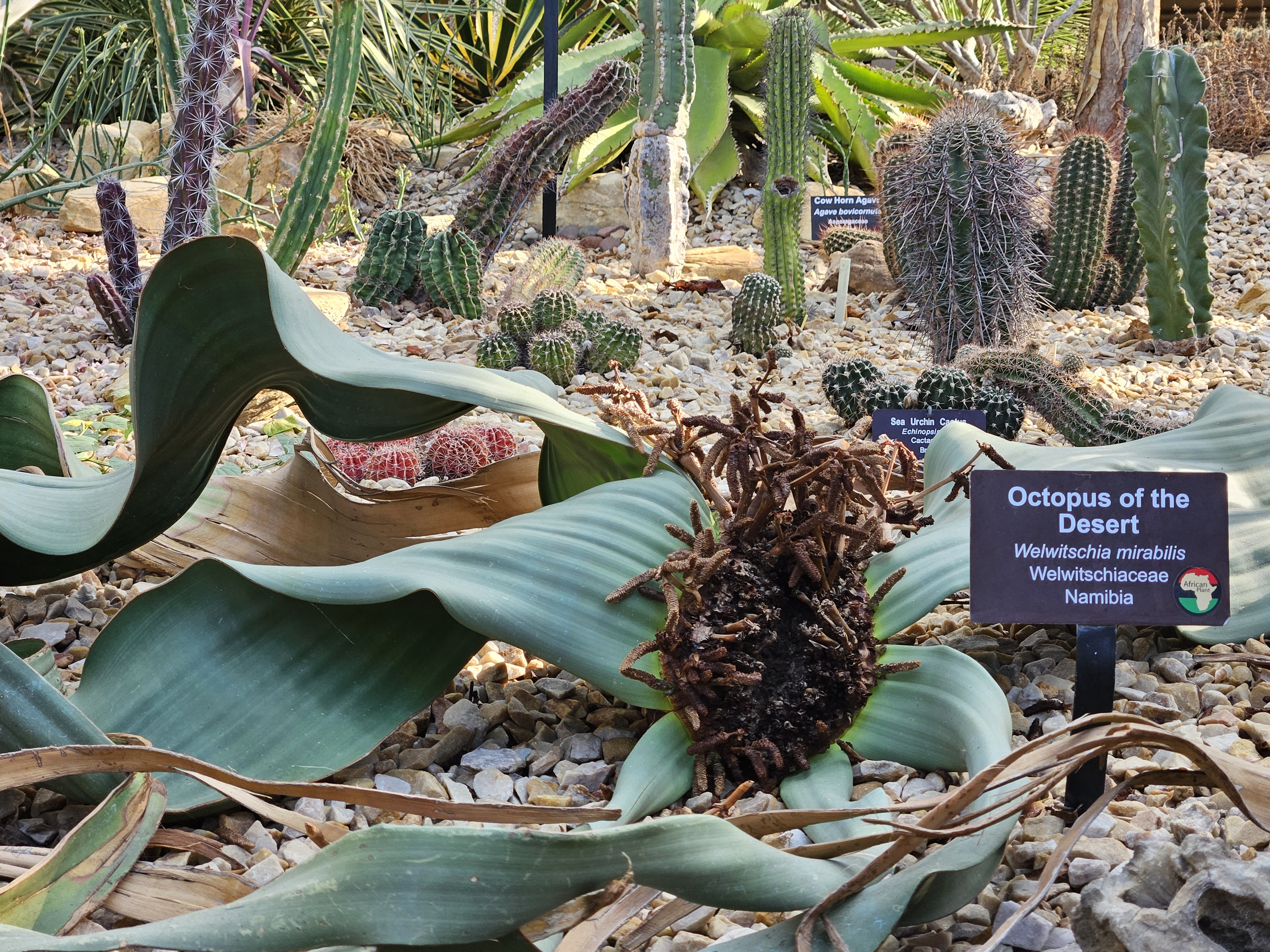 The Marvelous Welwitschia Mirabilis