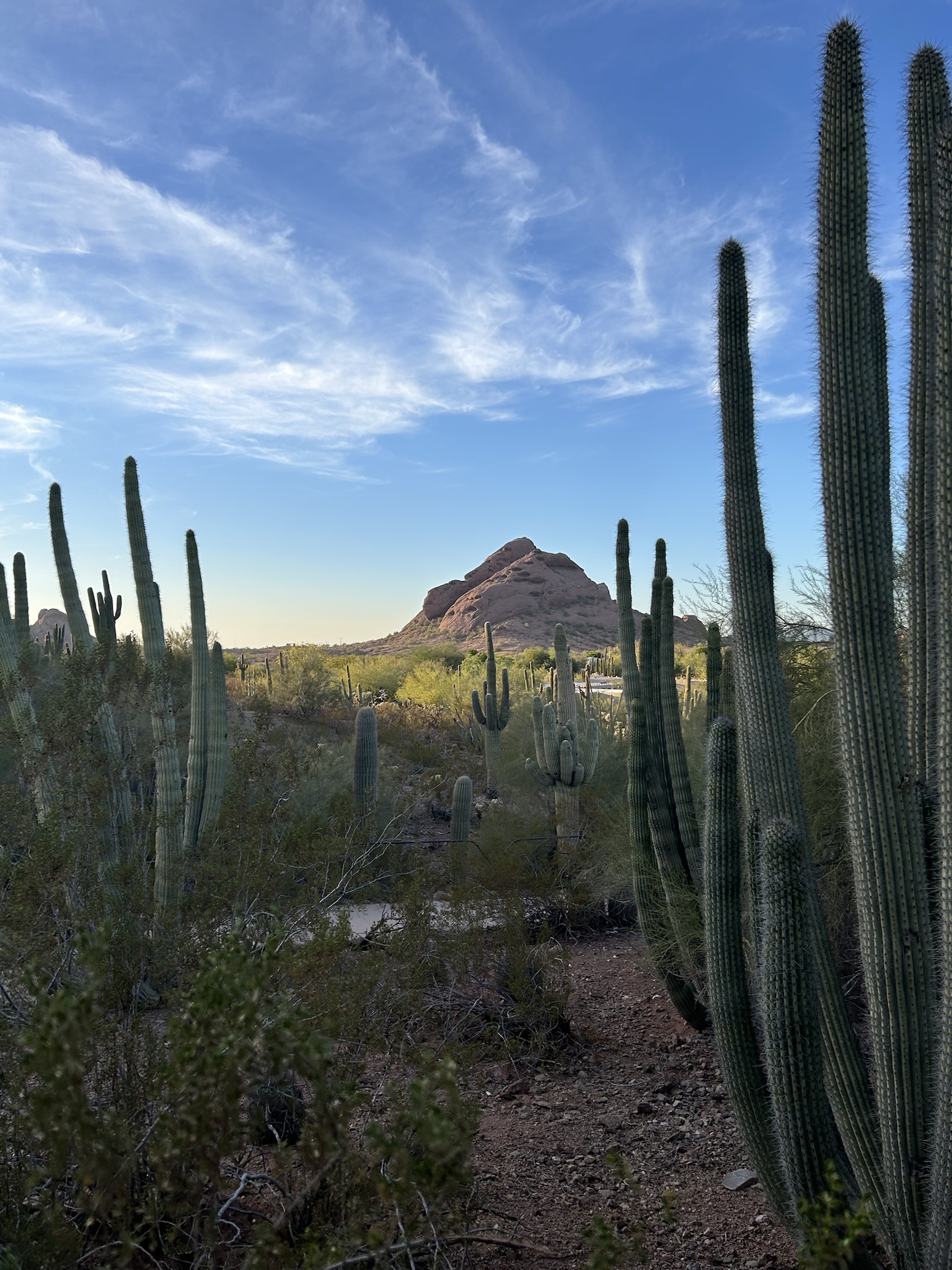 Breathtaking Phoenix Sunset Captured