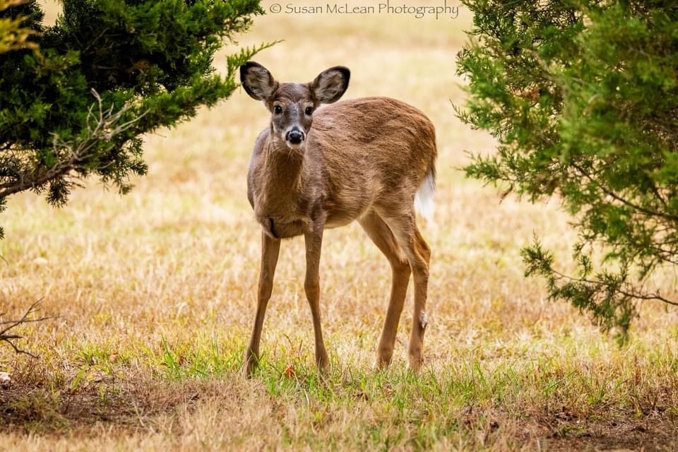 The Majestic Doe: A Glimpse of Nature's Beauty
