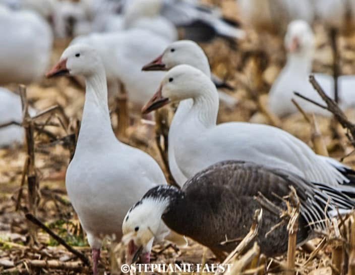 A Stunning Sight: Snow Geese in Flight