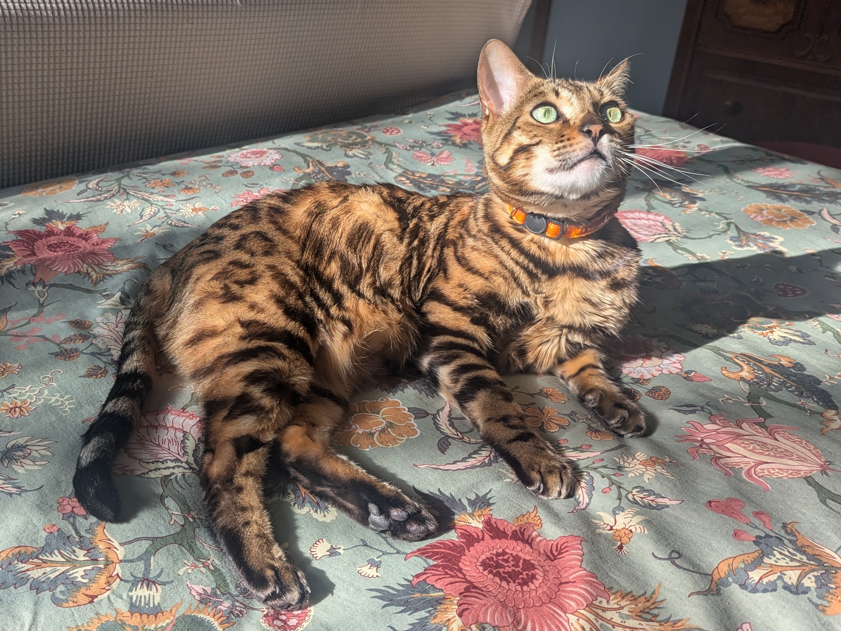 Bobble the Bengal is here to inspire you—and he believes in aliens hiding in the walls!