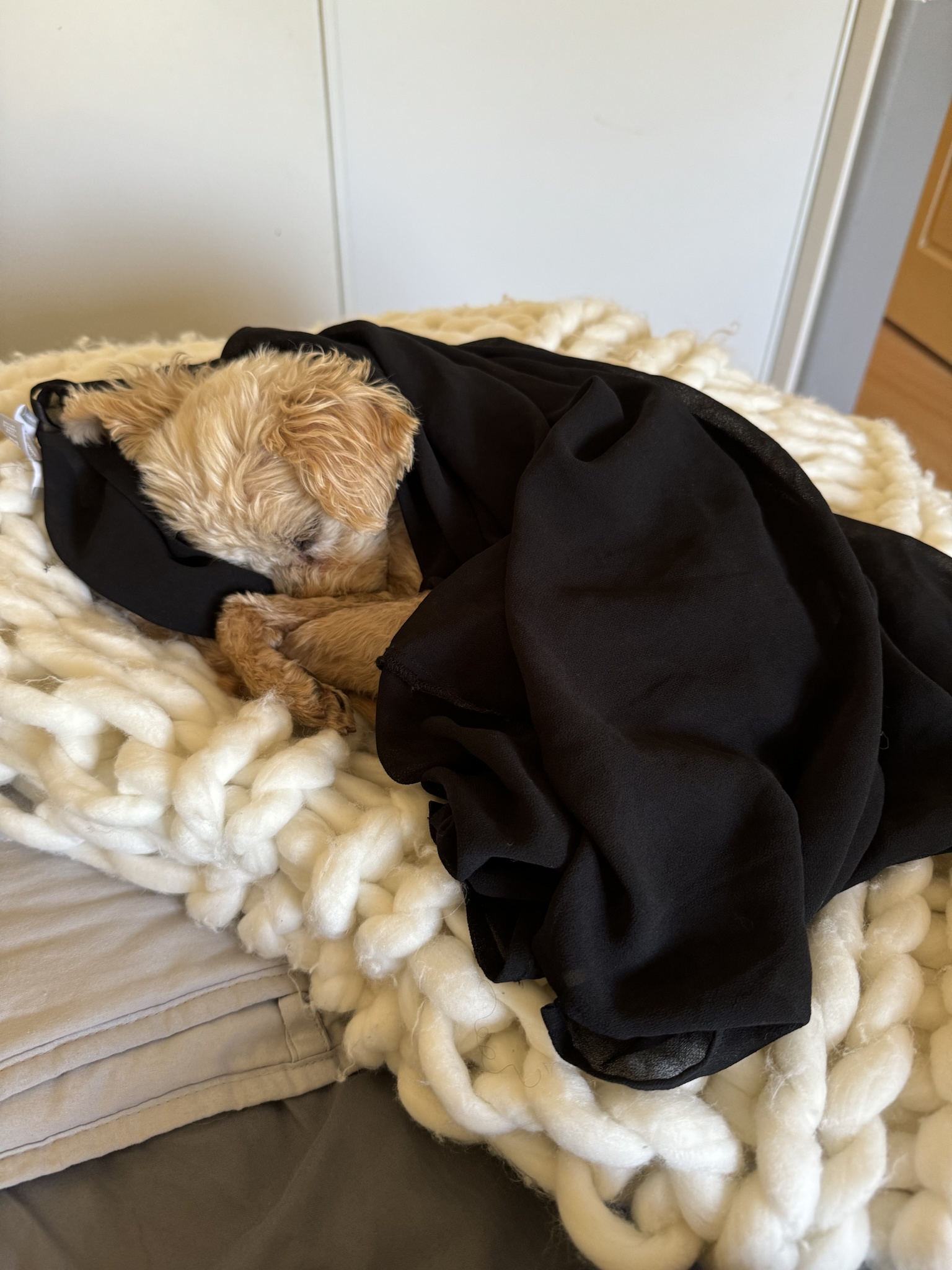 Dog Tax: A Reddit Comment That Deserves Attention