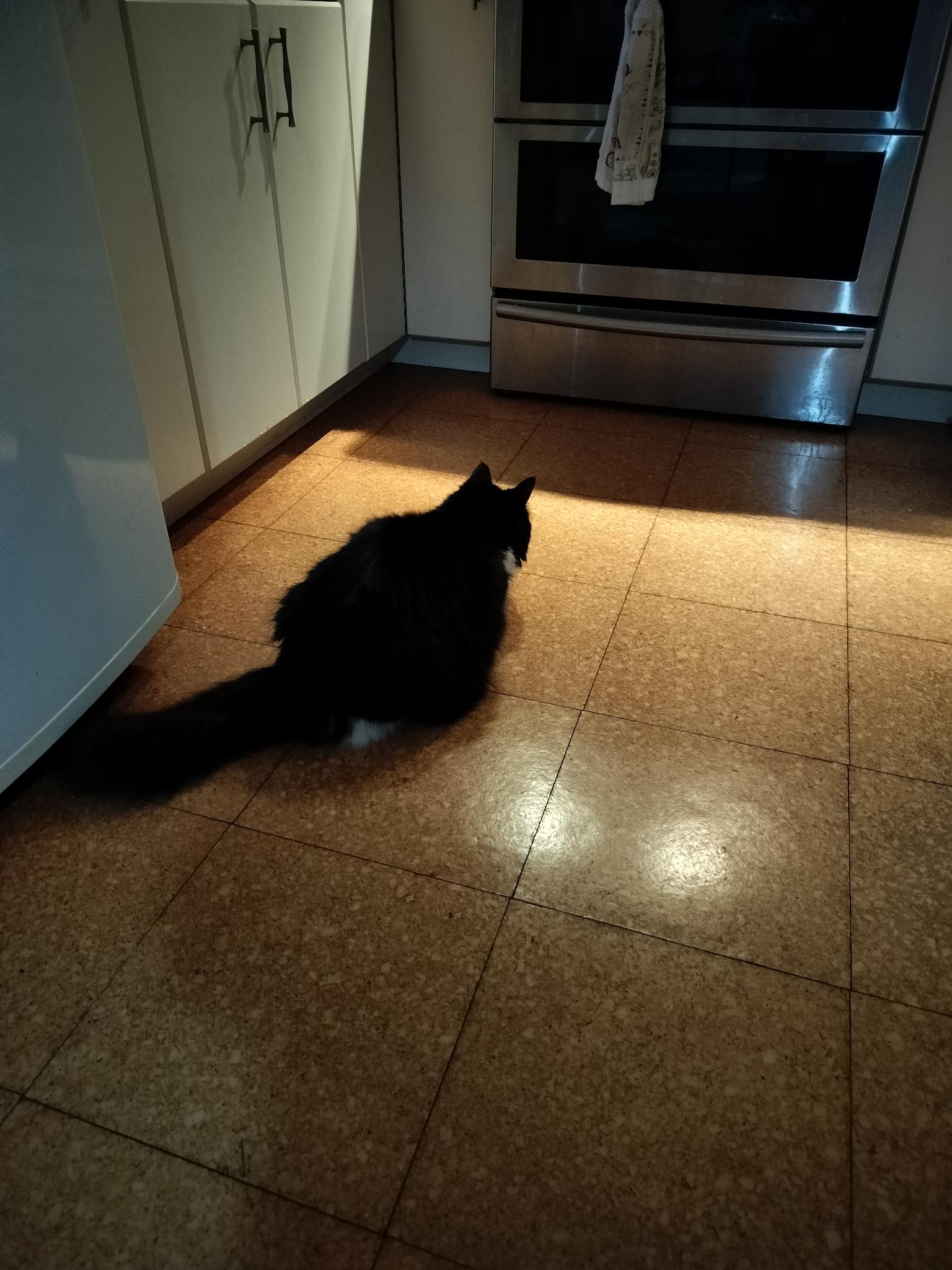 After a Month of Mystery, Luna Discovers a Mouse Living Under the Stove - Now We Wait!