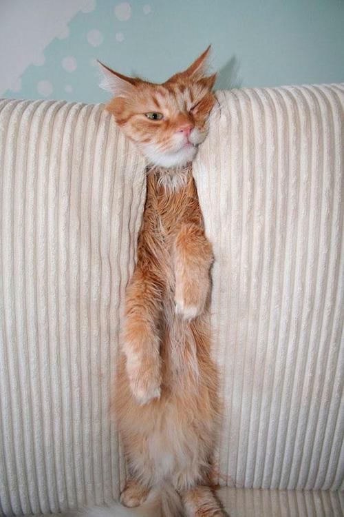 Meet Today's Adorable Cat Star