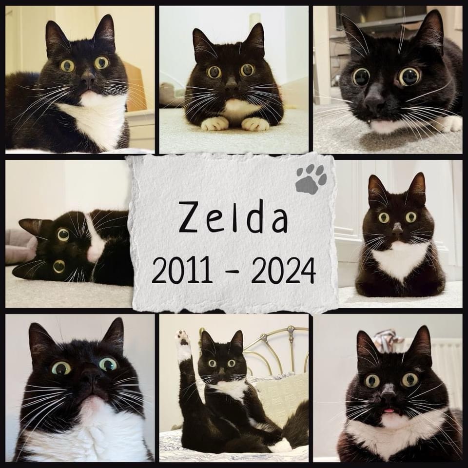 Farewell to the ever-curious Zelda.
