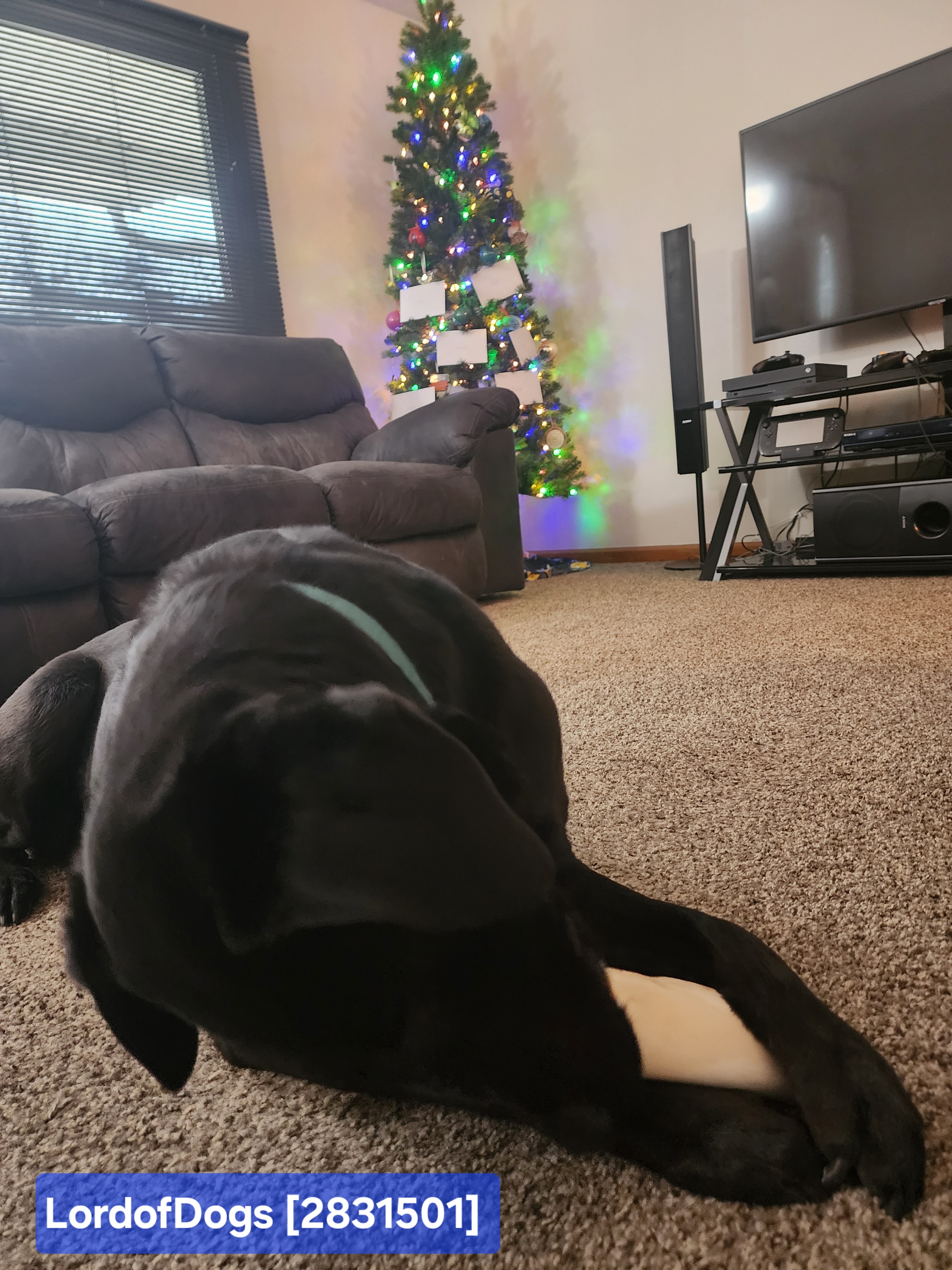 The Cutest Christmas Dog You’ll Ever See