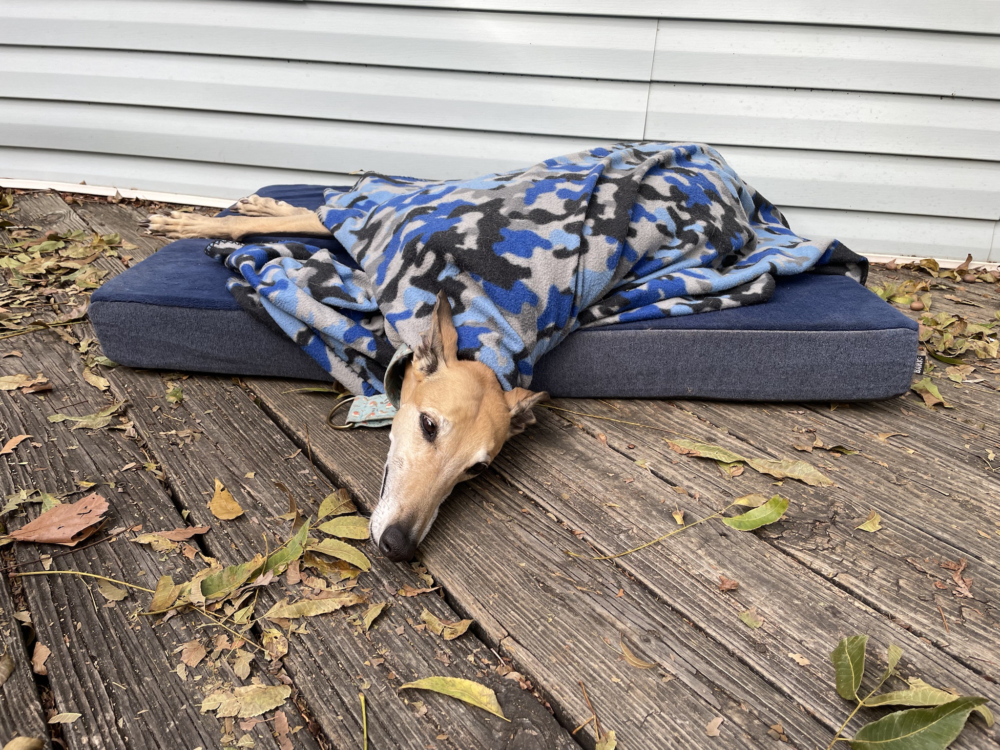 Cozy Dog Intermission