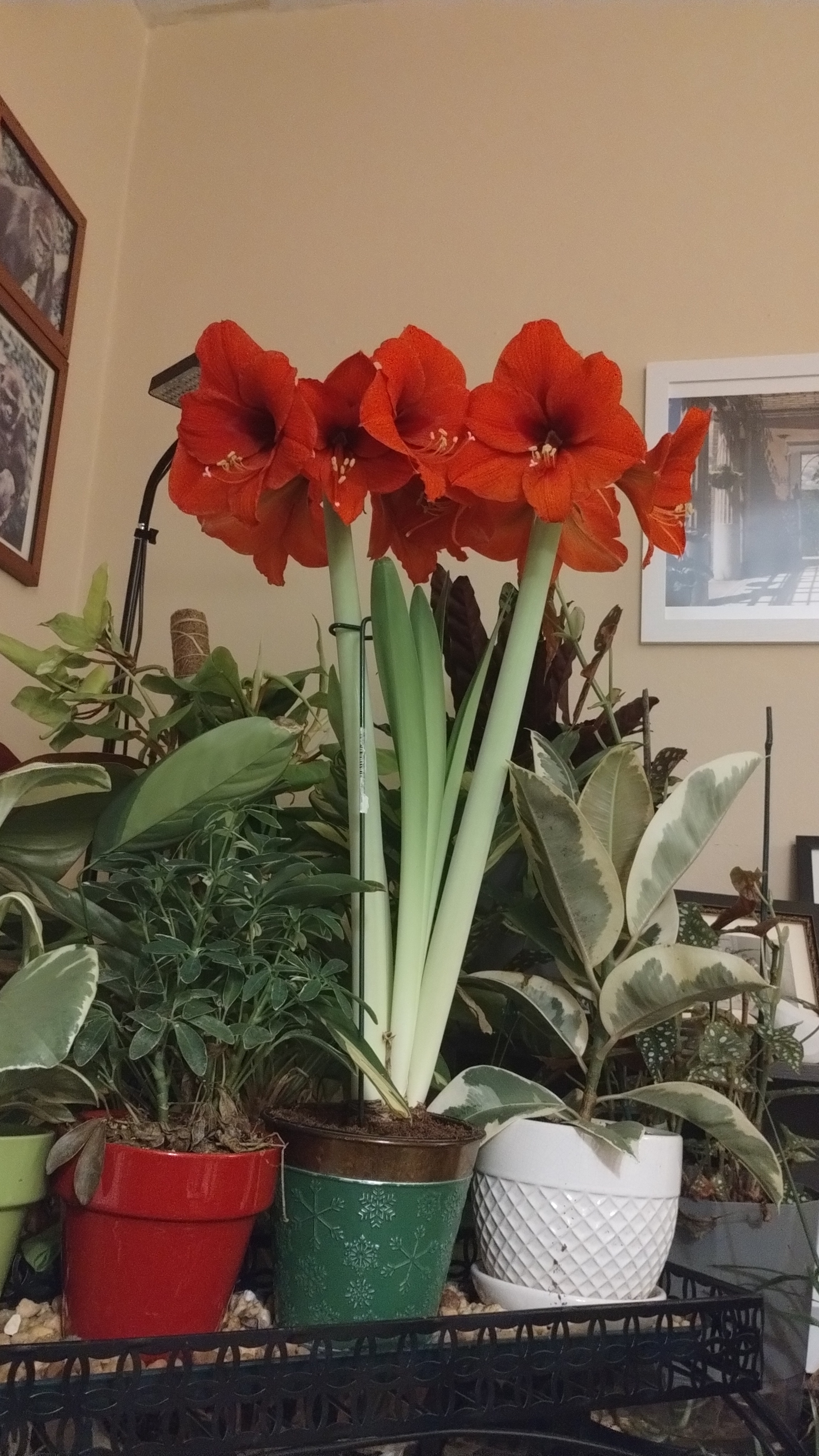 Behold My Very First Amaryllis!