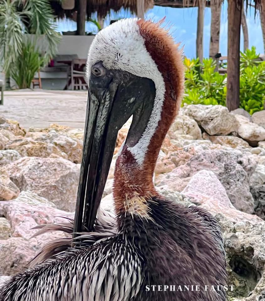 Pelican: The Star of the Show