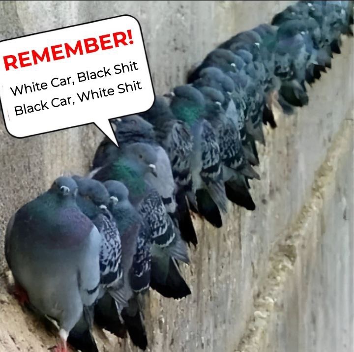 Pigeons be like: Masters of the sidewalk strut