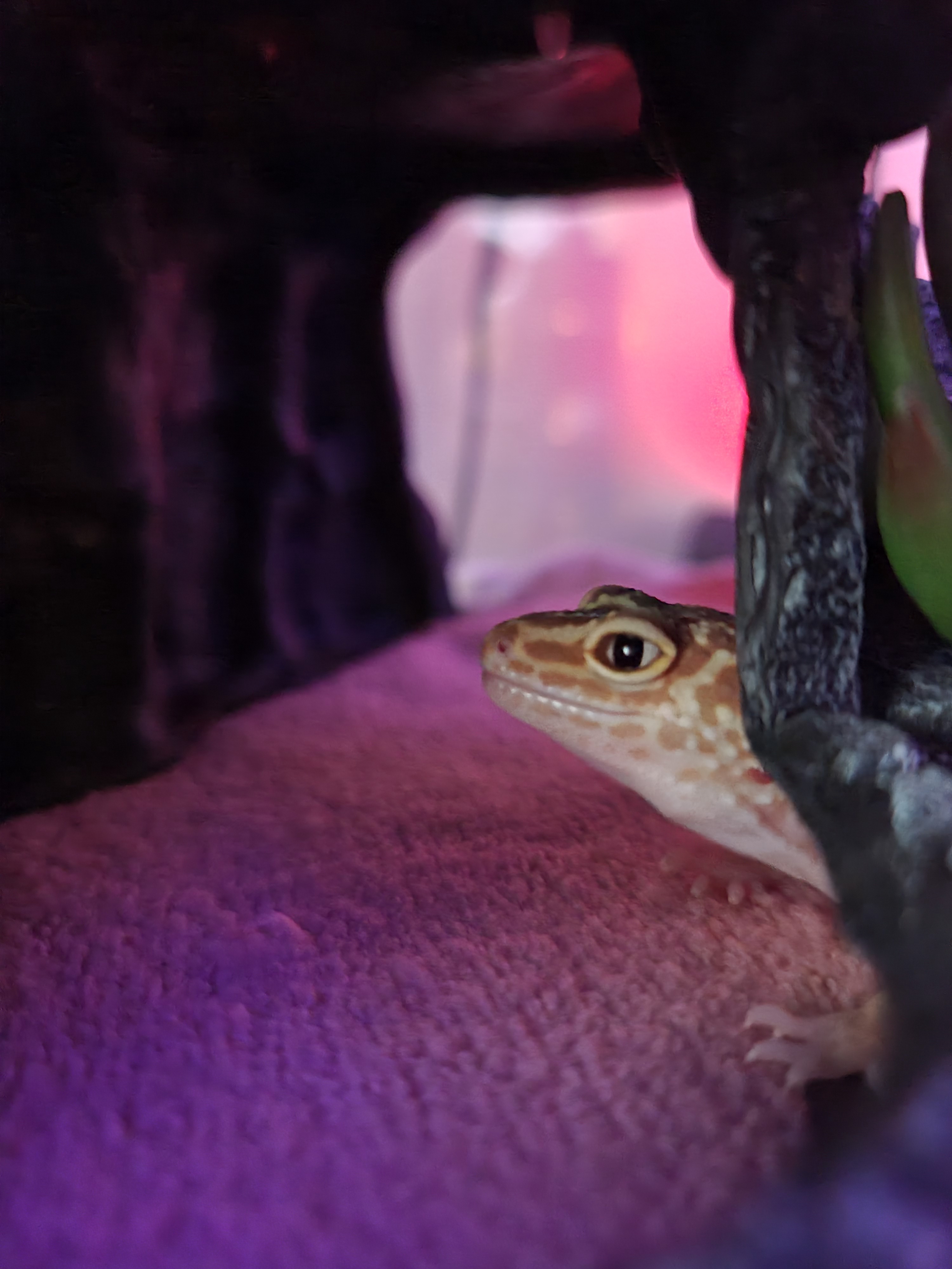 Alphys Relaxing at Home