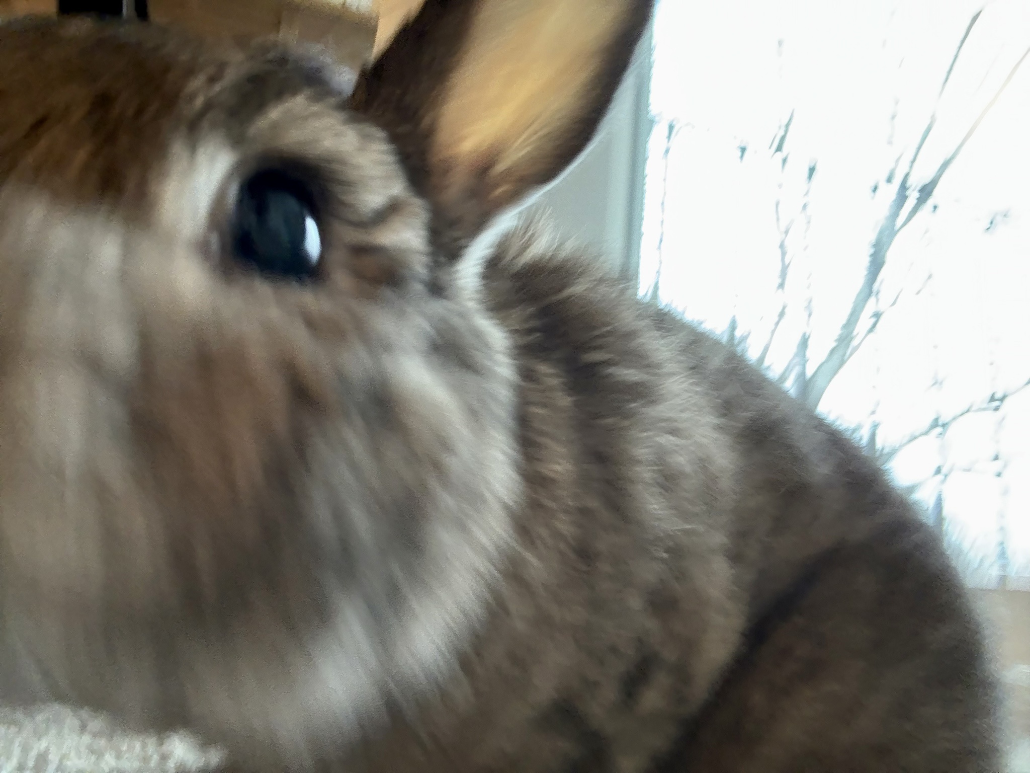 Warning: The Last Thing You'll See If You Cross Hugh Bun!