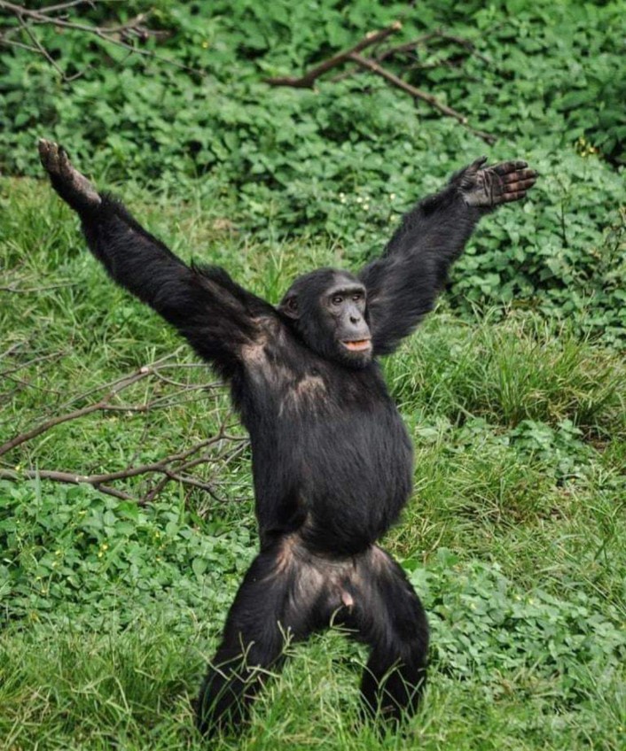 Guten Morgen: A Cheerful Morning Greeting