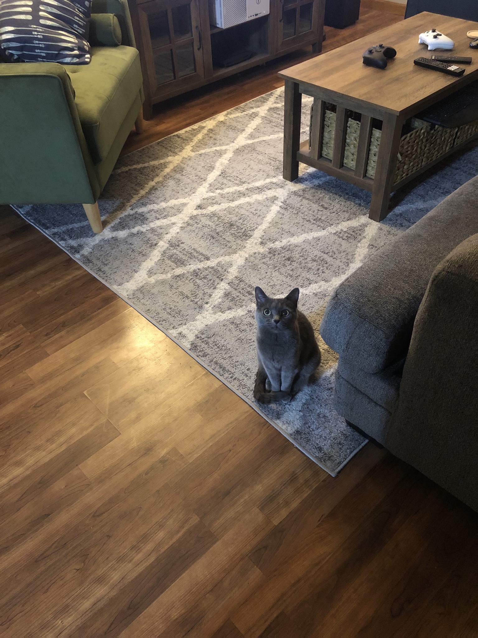 Meet the 14-Year-Old Birdcat
