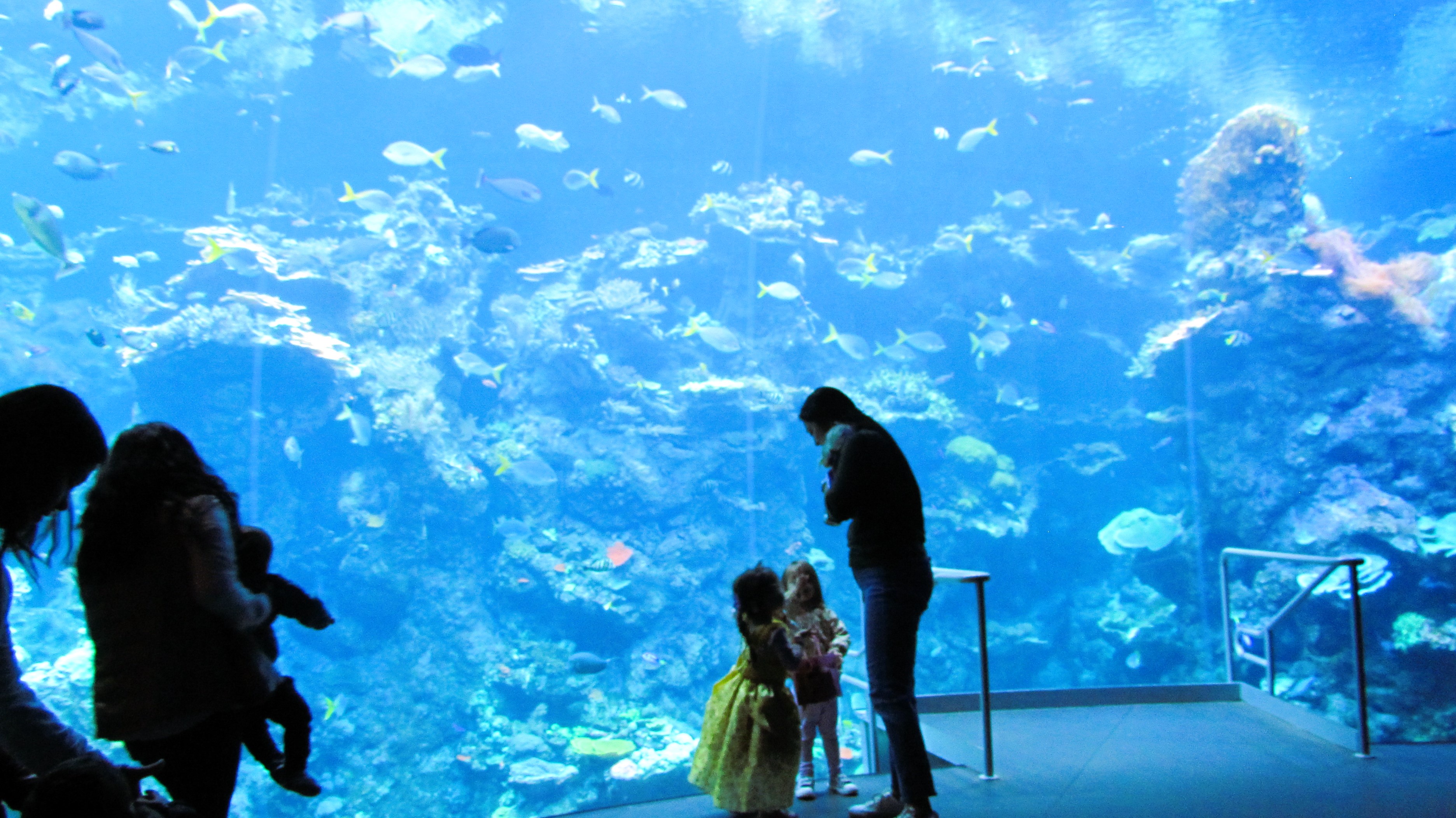 Exploring the Wonders of the Aquarium at the Academy of Science