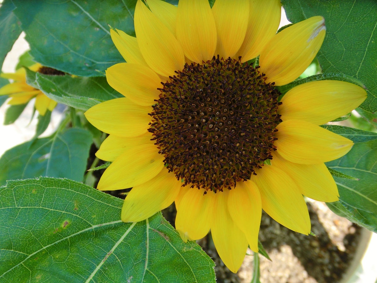 A snapshot from July 2015 at Andersen Park in Chiba Prefecture