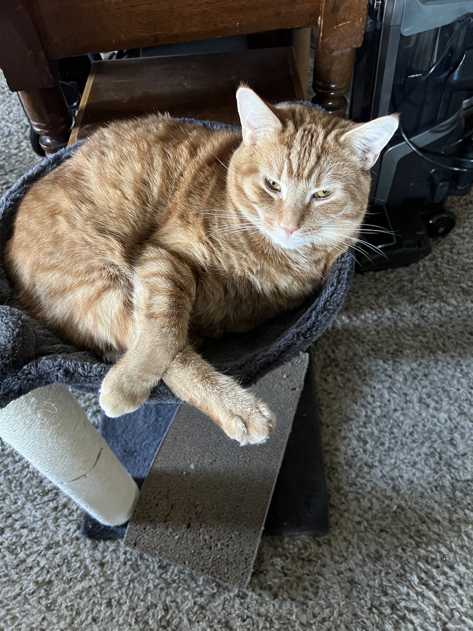 Daily Dose of Cuteness: A Cat Picture to Brighten Your Day