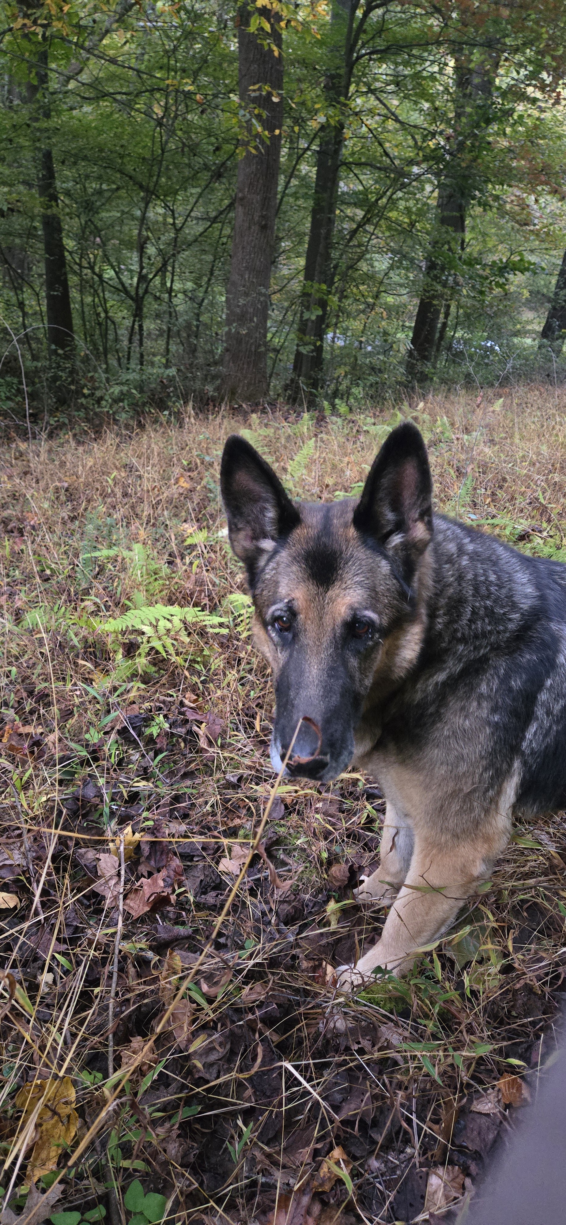 Meet Sophie: A Special Someone