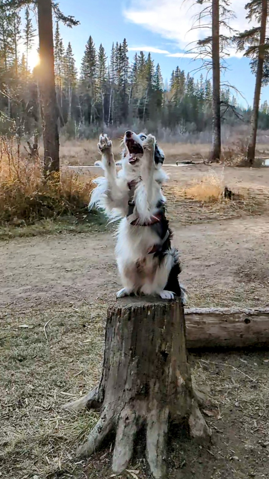Capturing Milo: Hilarious Moments with My Adorable Pup!