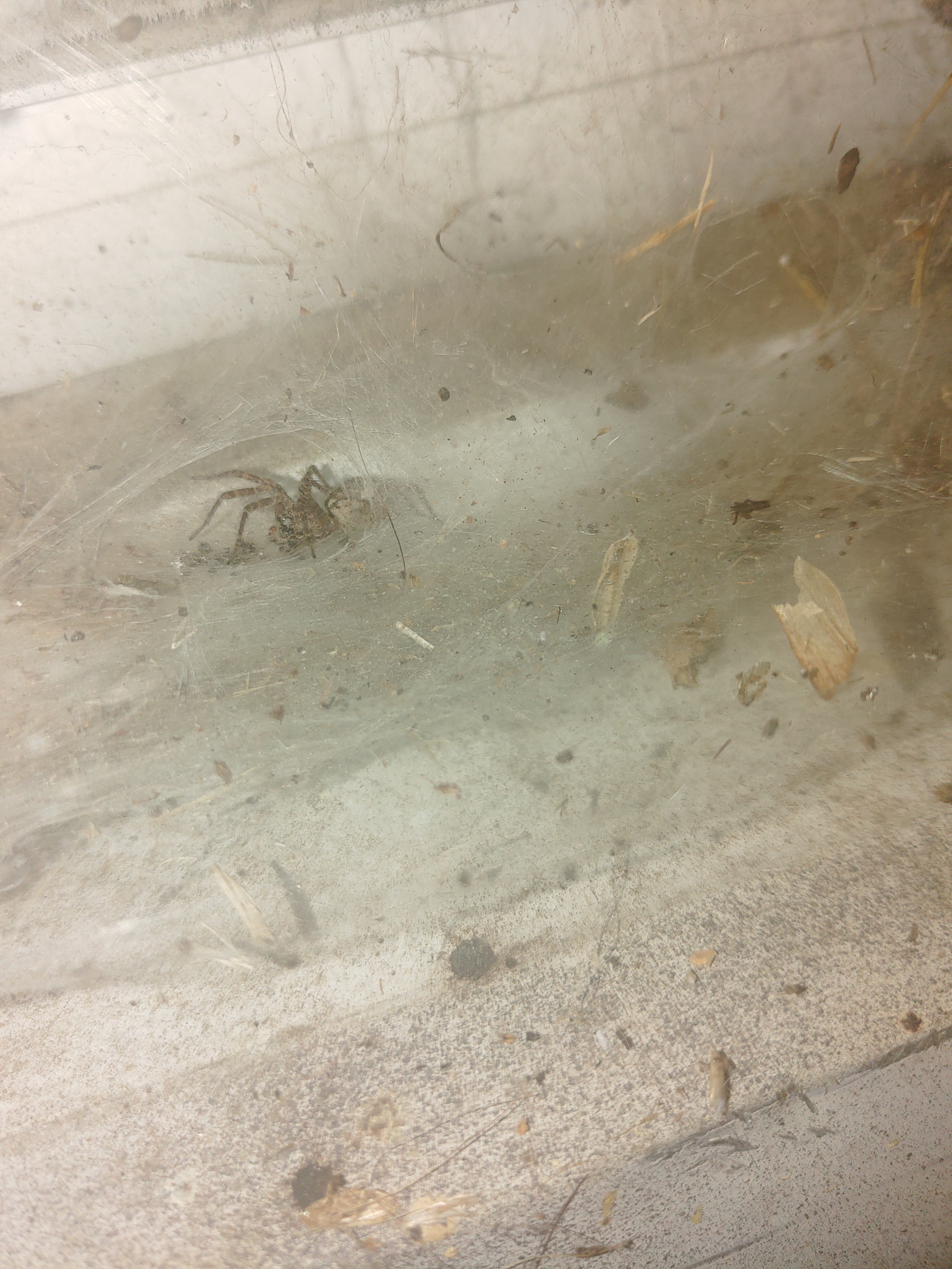 Can Anyone Identify This Spider? Apologies for the Potato Quality!