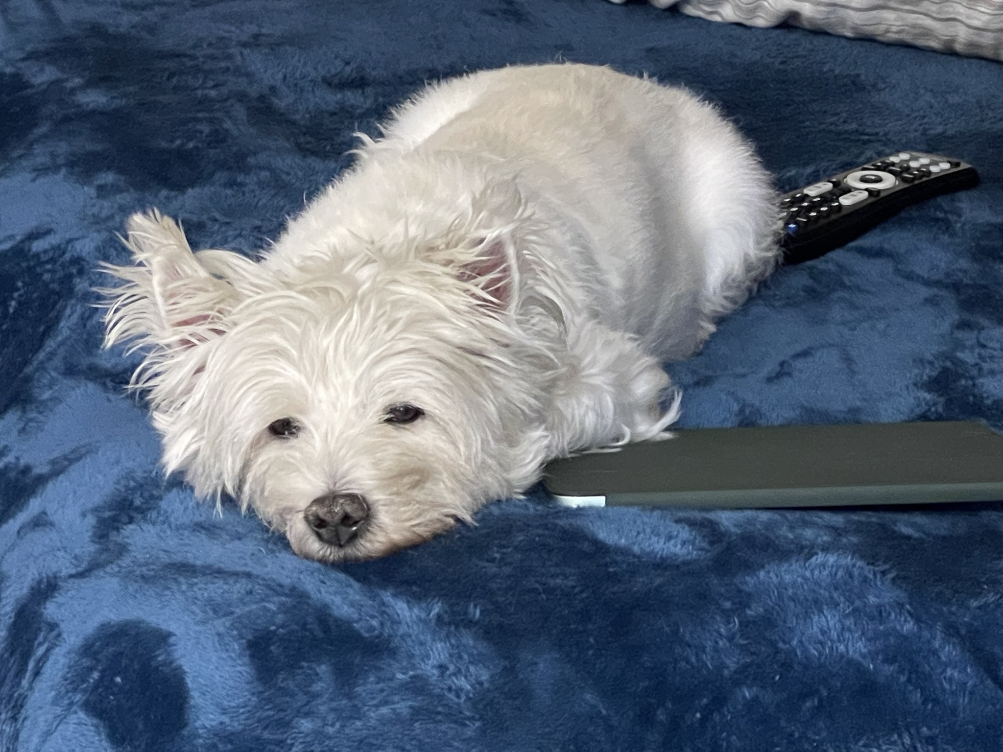 Honoring the Memory of Lily Bella Every Single Day