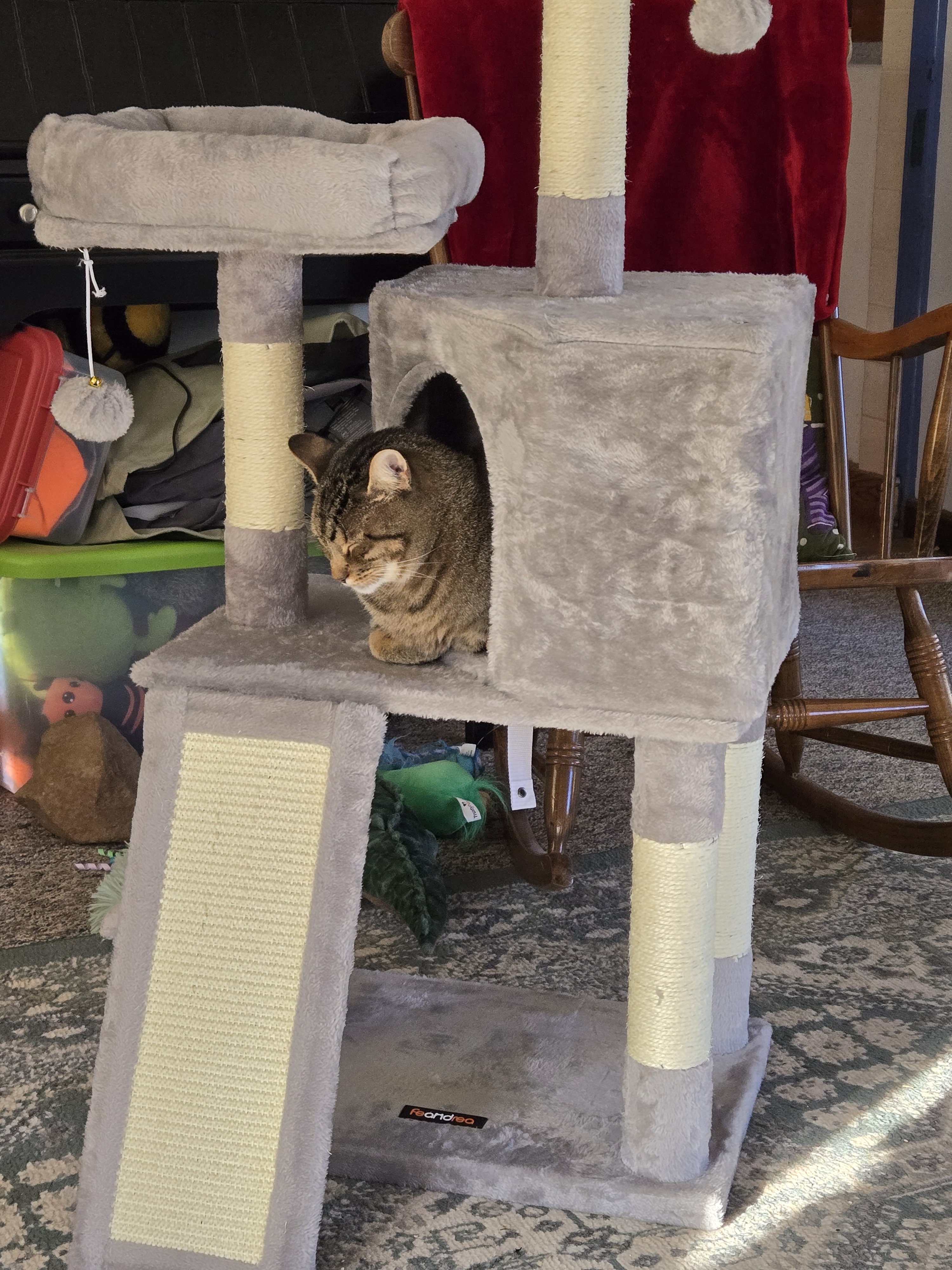 Celebrating Georges' Gotcha Day: A Heartwarming Moment