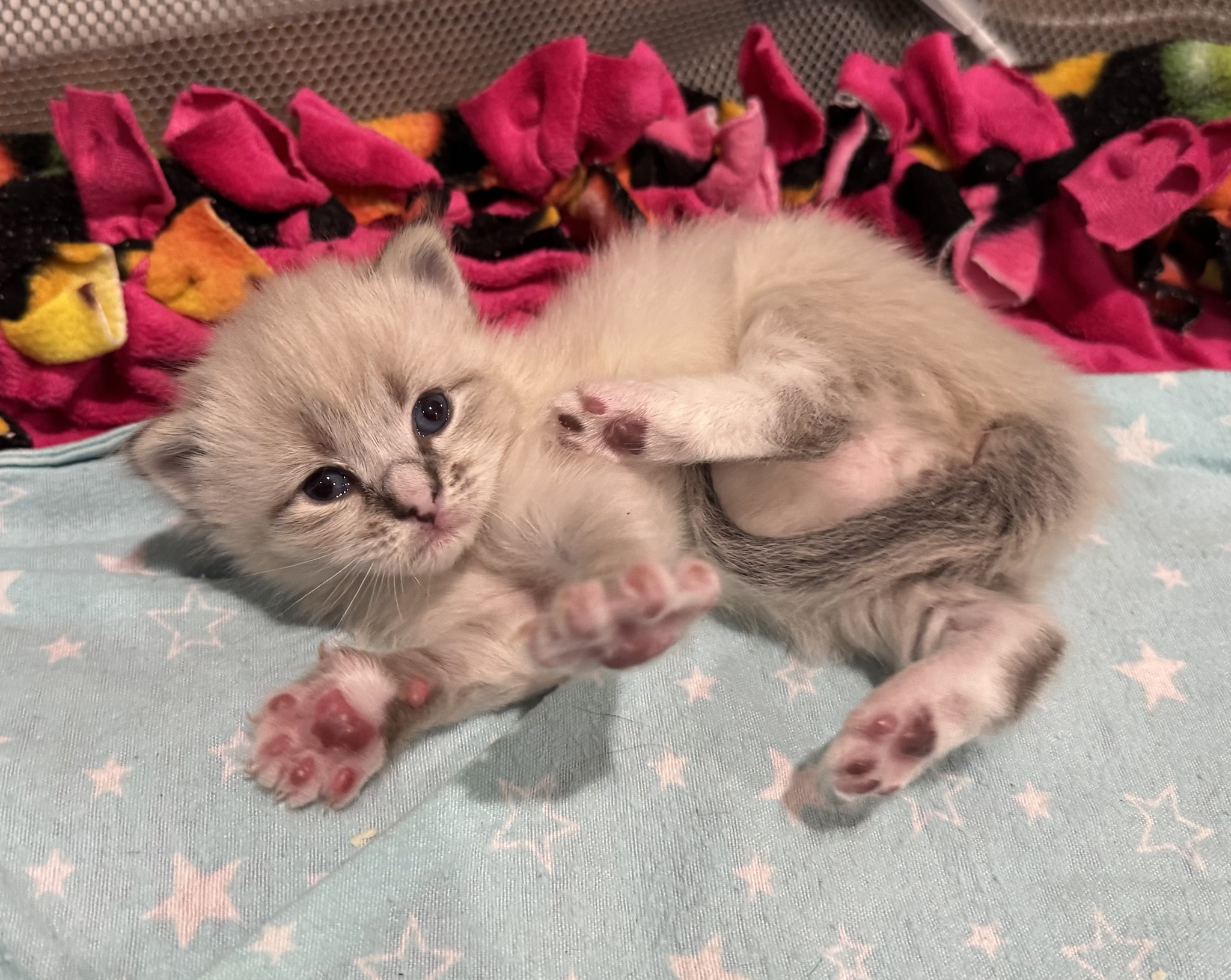 Celebrating Three Weeks of Cuteness Overload!
