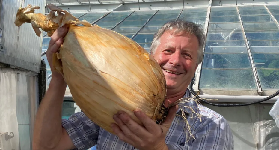 Behold the Colossal 19.7 lbs Onion!