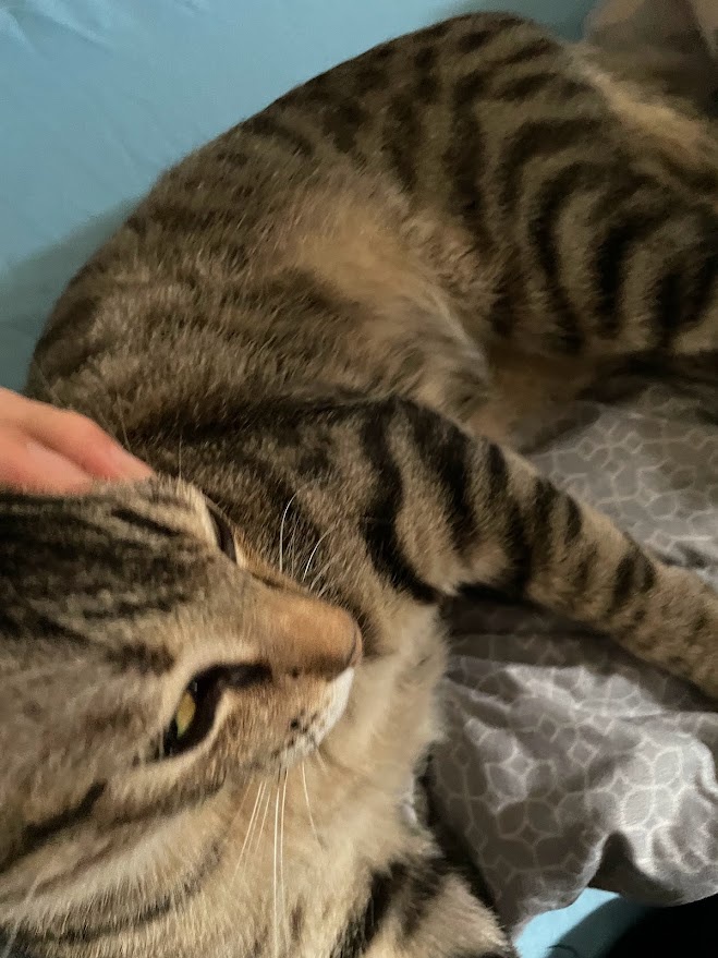 The Cat That Steals the Show