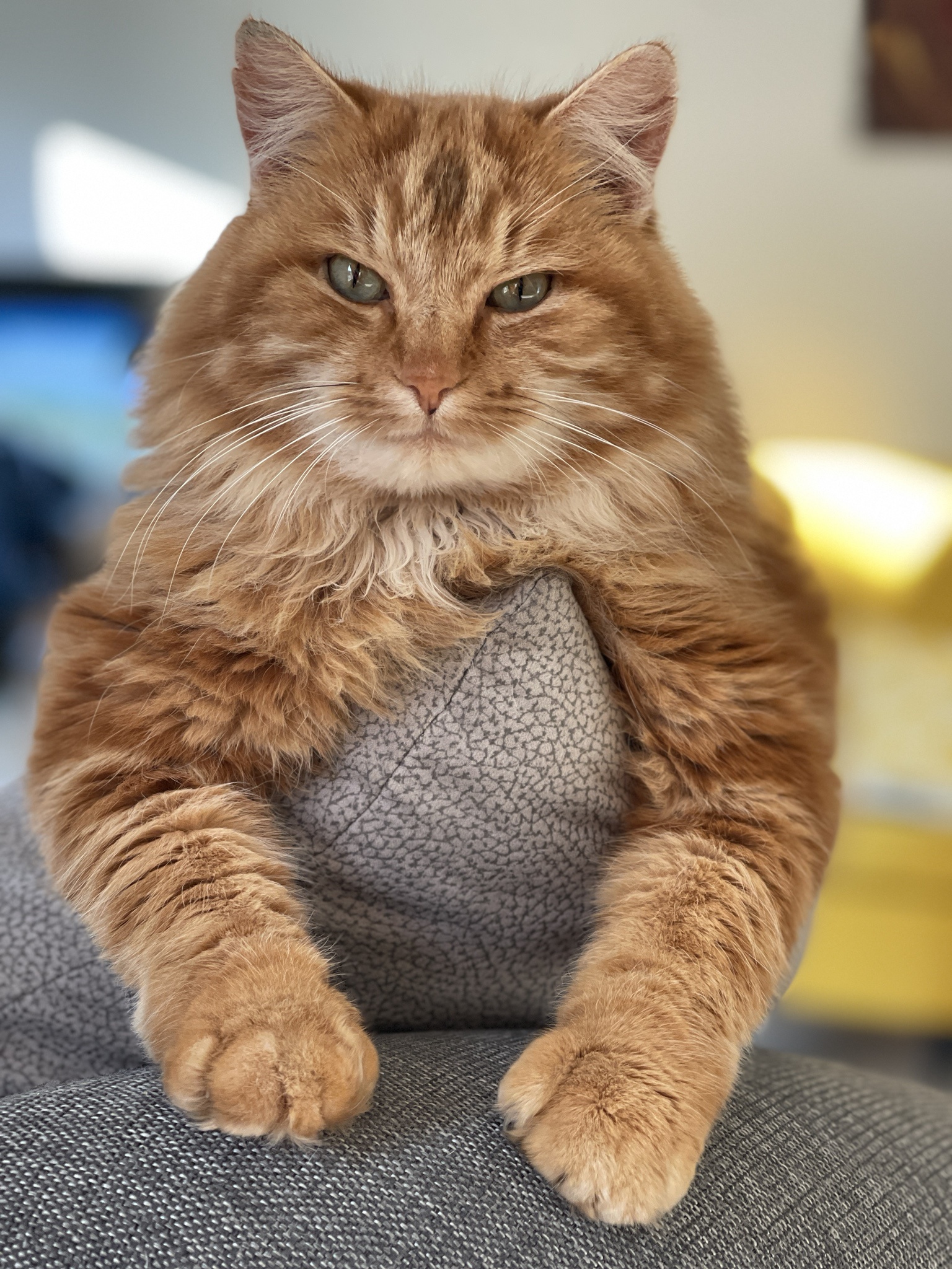 Meet Rubis, the Charming French Male Cat