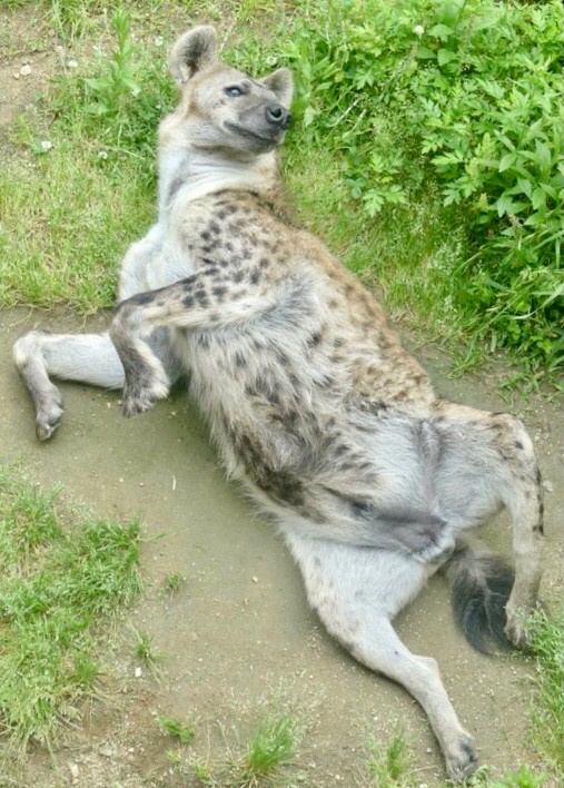 Admit It, You Want to Give My Belly a Rub!