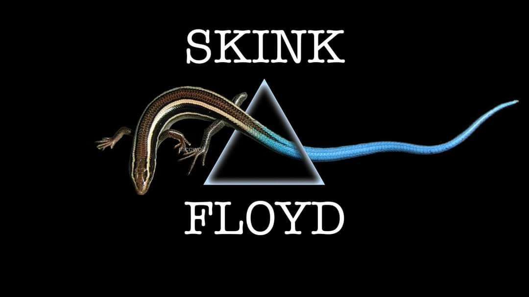 The Epic Comeback of the Meme: 1251 (Skink Floyd Edition)