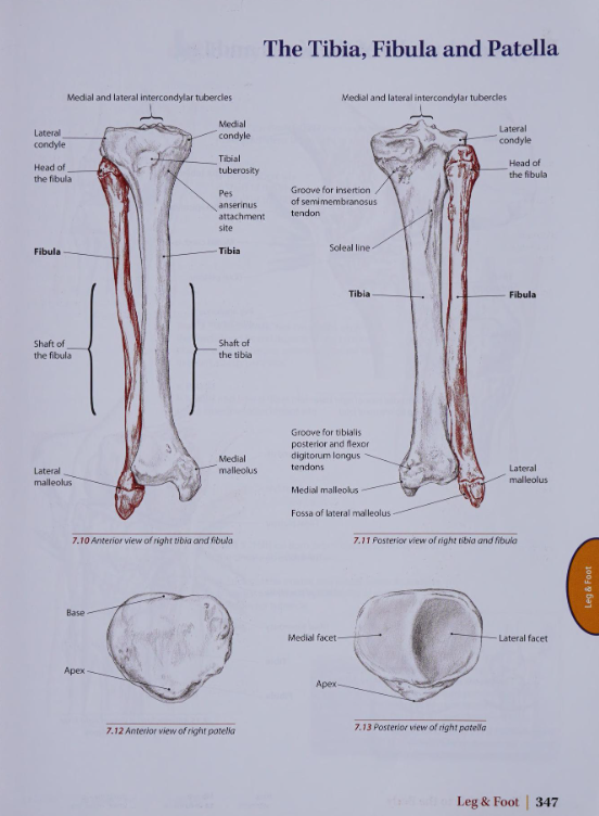 Exploring the Unique Anatomy of the Leg