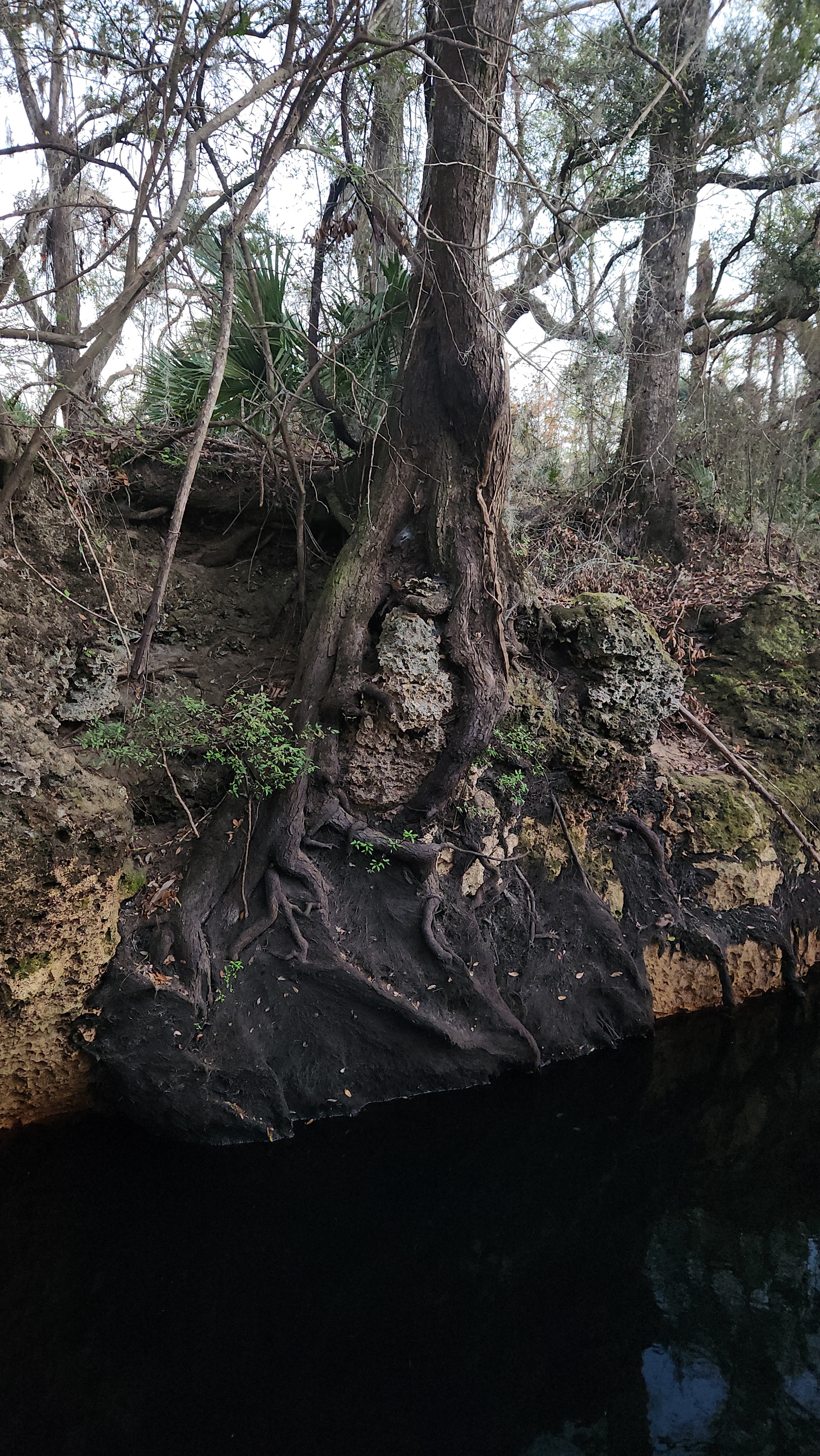 Mystery Tree: Can You Identify This Unique Specimen from Big Bend, Florida?