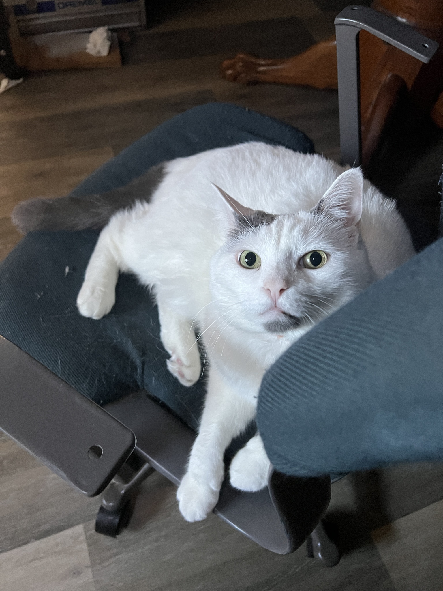 My Adorable Feline Companion: The Love of My Life