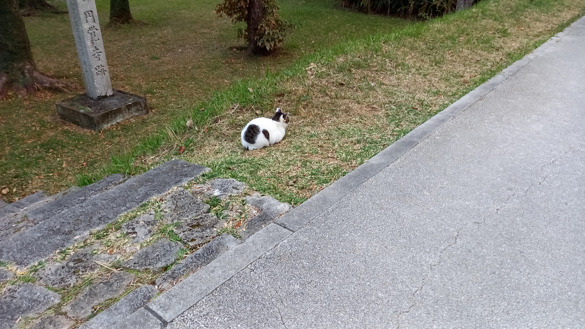 Meet My Furry Friend: The Stray Cat I Encounter on My Daily Walk