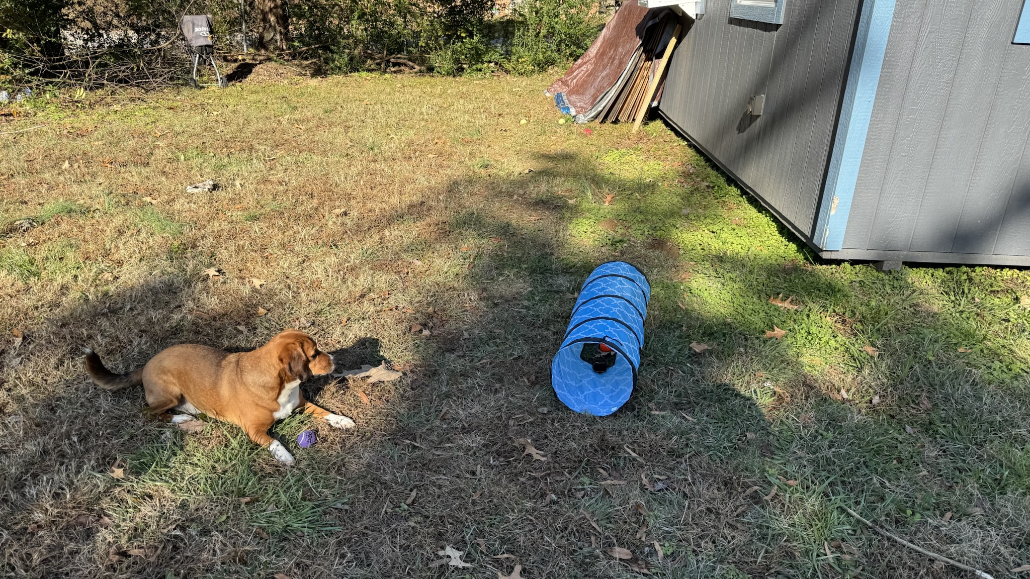 Meet My Adorable Rescue Dog: A 6-Month Journey with My Goofy Companion